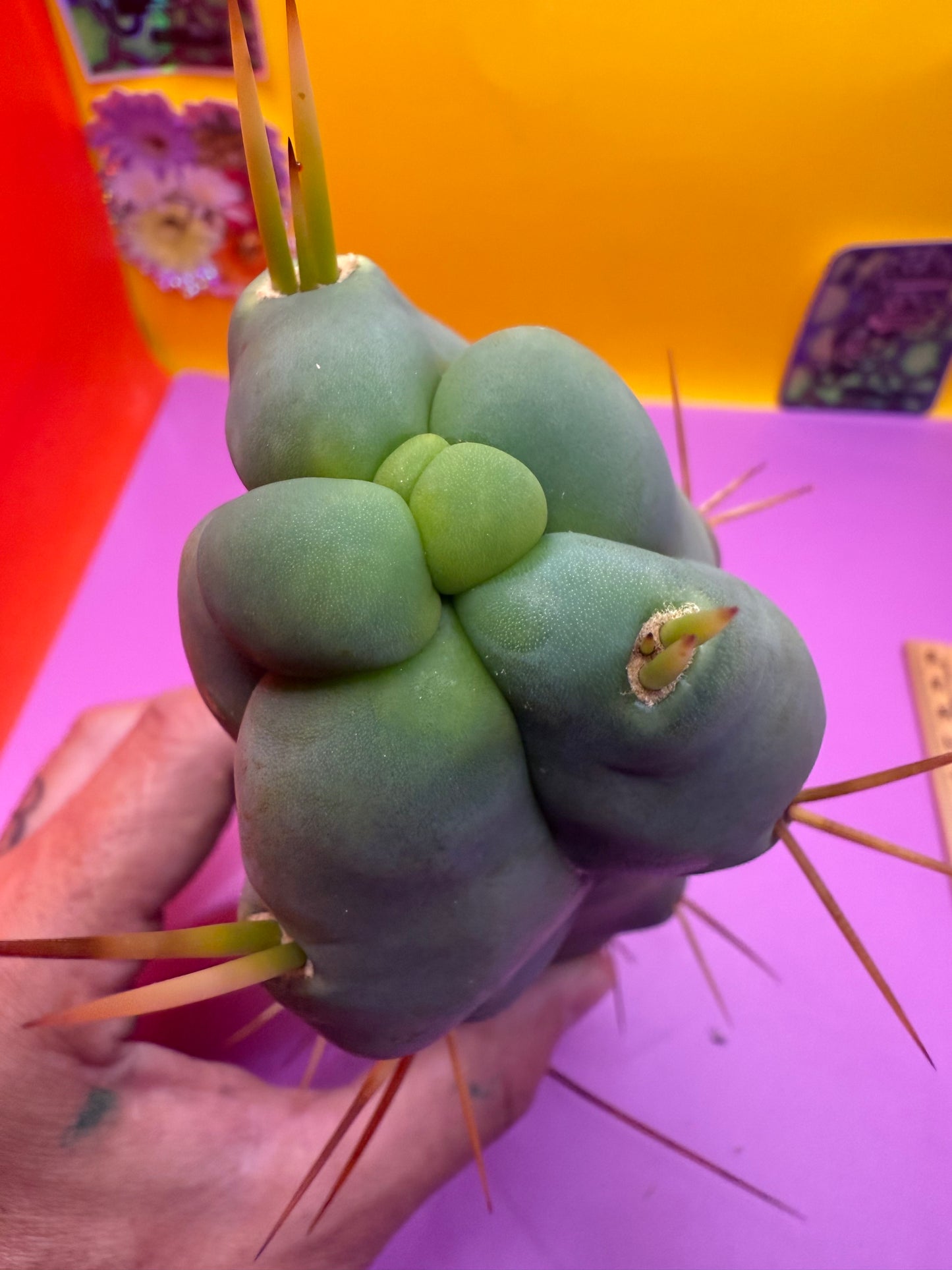 WALTS DRAGON ! 🐉 cactus