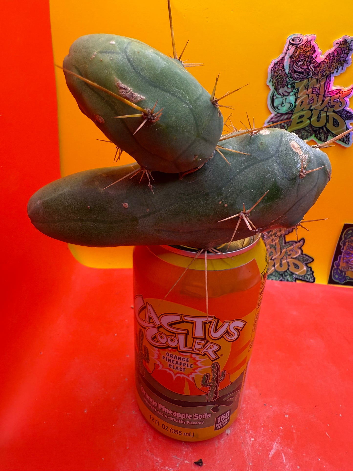TBM !!!! Huge double segment cactus