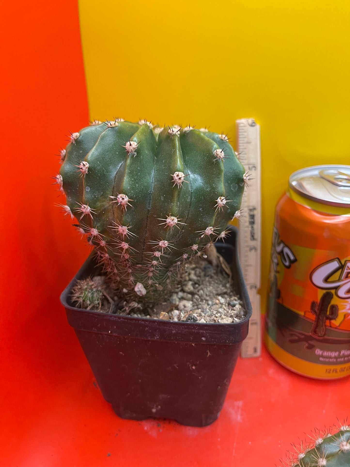 Flowering echinopsis cactus !