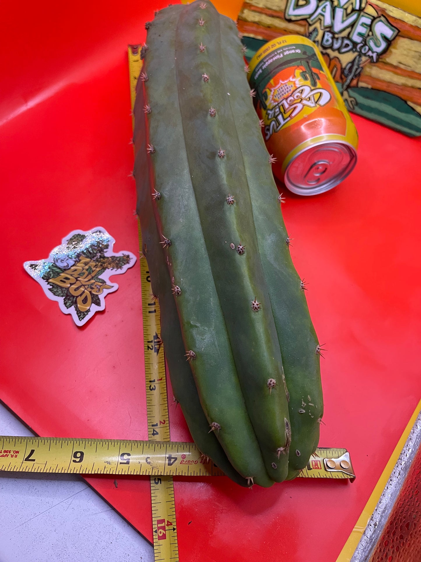 Sanpedro cacti 🌵!! Extra large