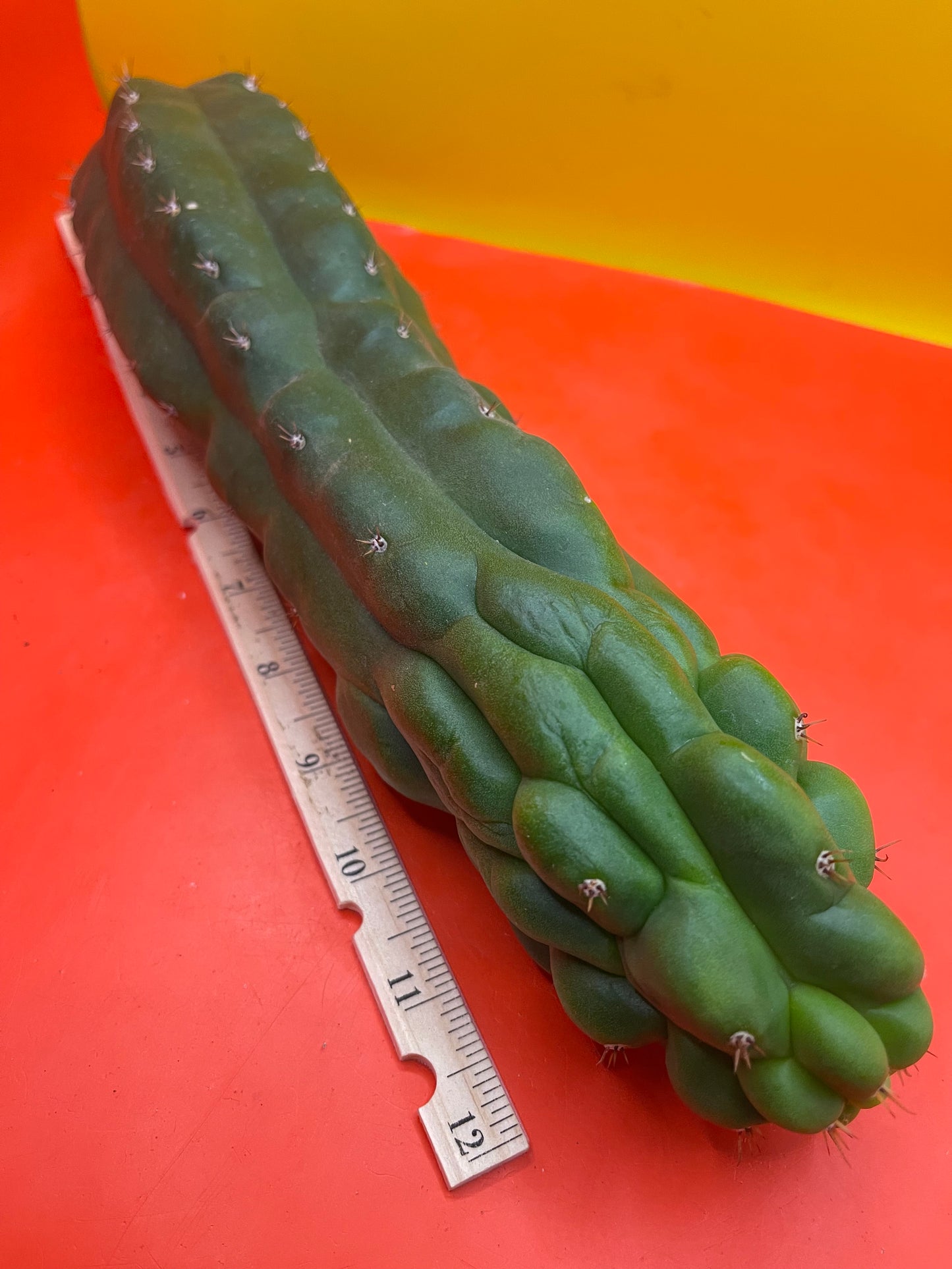 Monstrose San Pedro cactus - TPM !