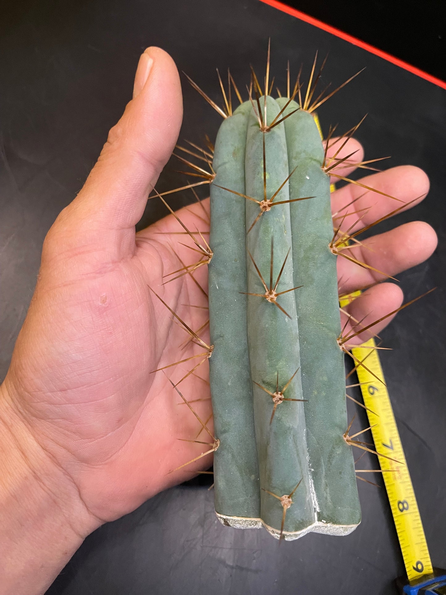 San Pedro cactus !🌵🌶️