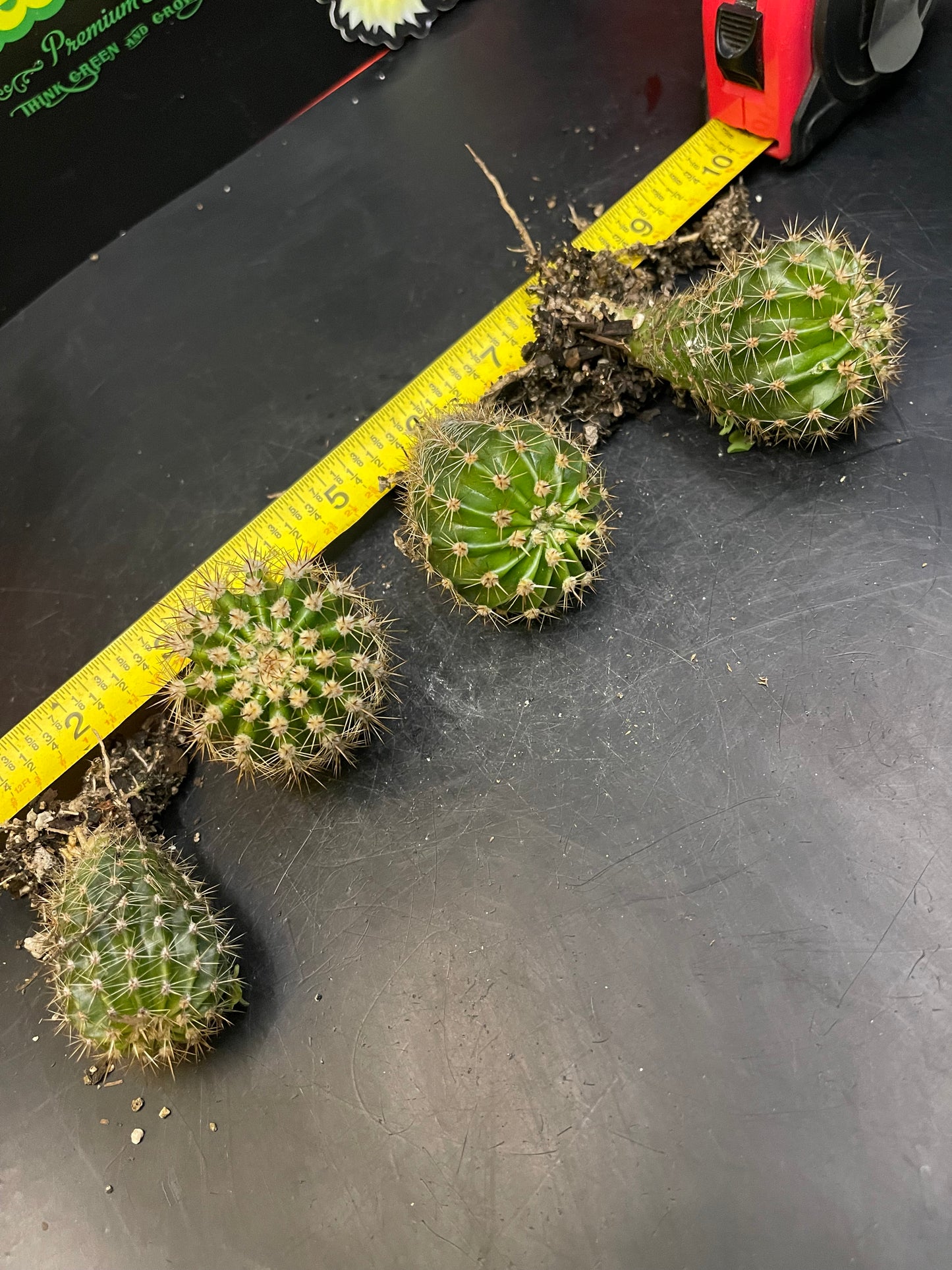 2$ echinopsis pups !!!