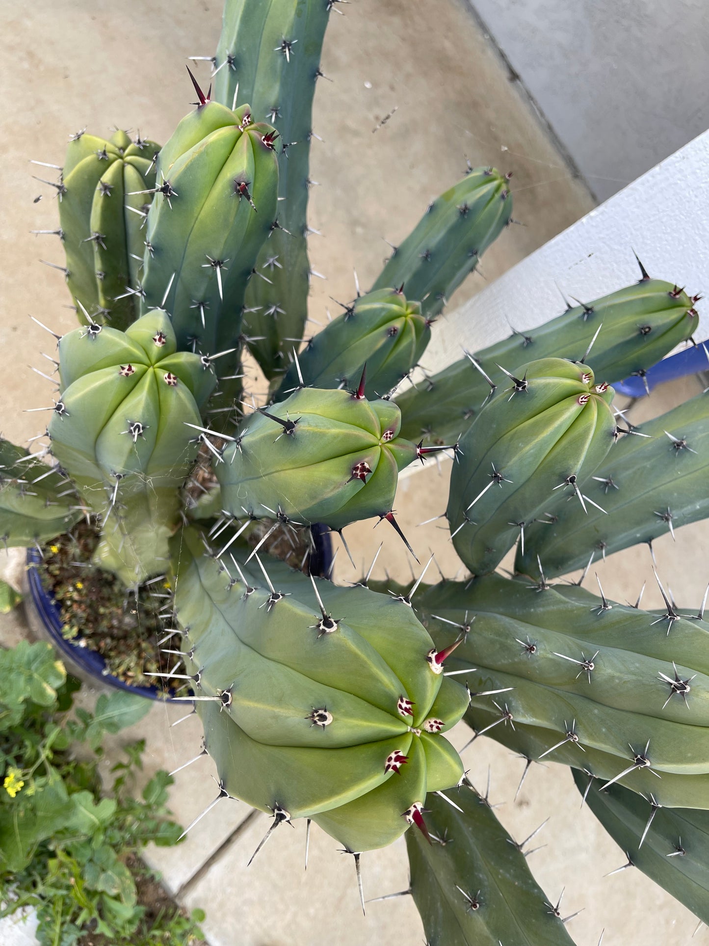 50 Myrtillocactus seeds for a buck !!! DAVES DOLLAR DAZE !!