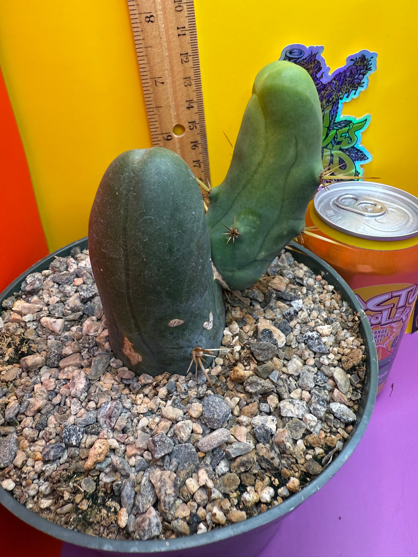 TBM-b ships in 6”wide pot - fully rooted