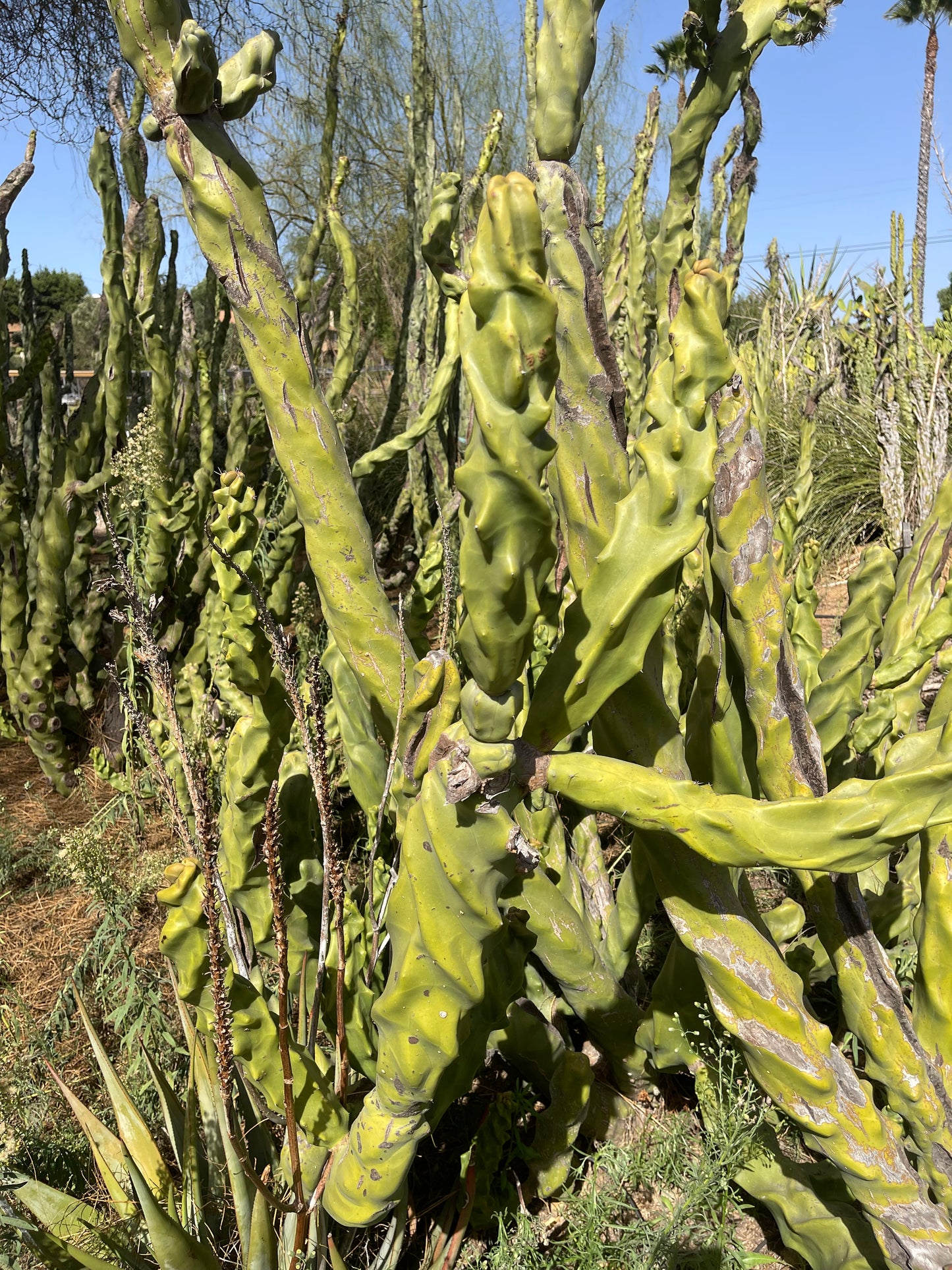 Totem pole cactus - spiral form