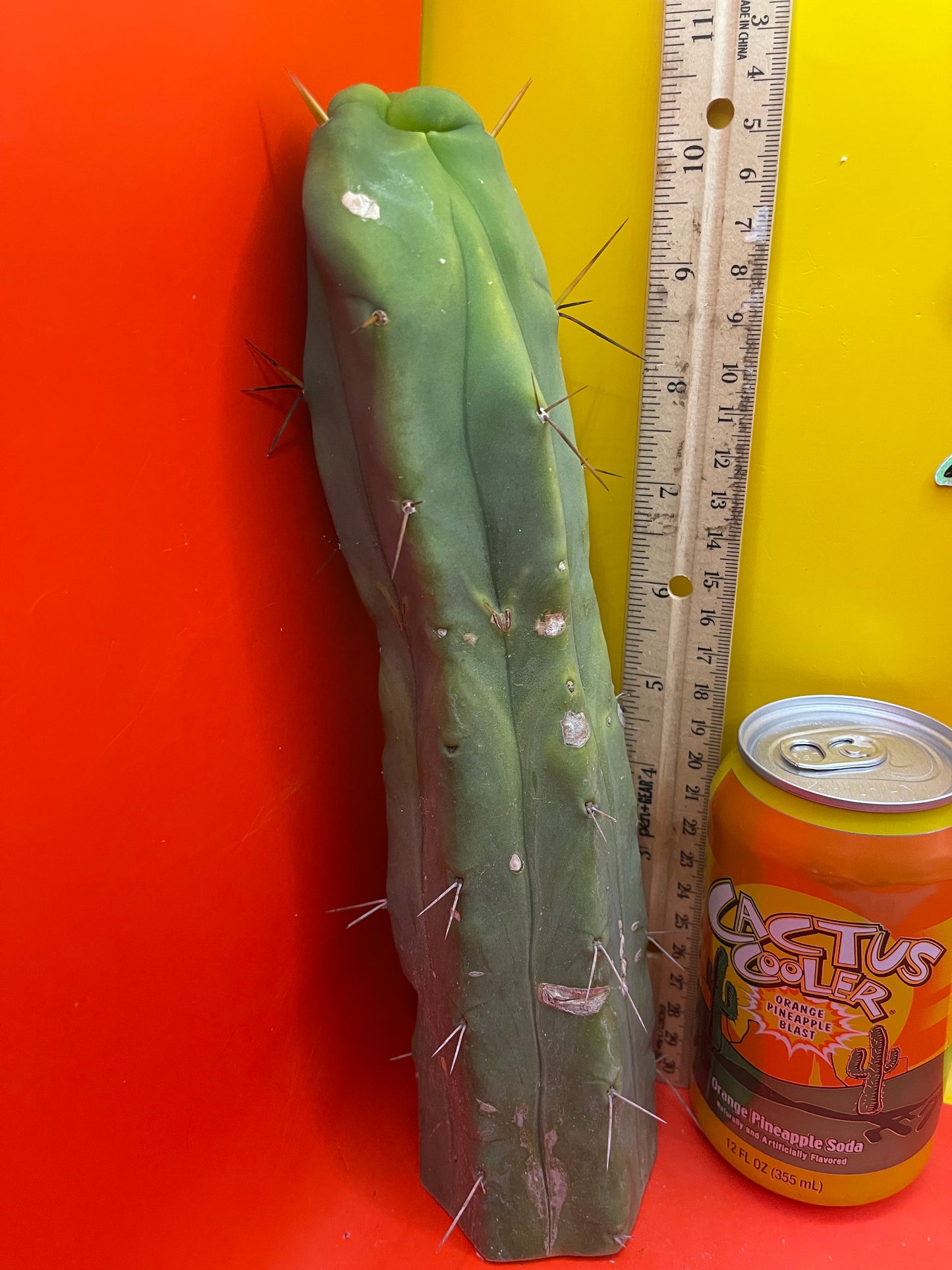 Trichocereus Bridgesii