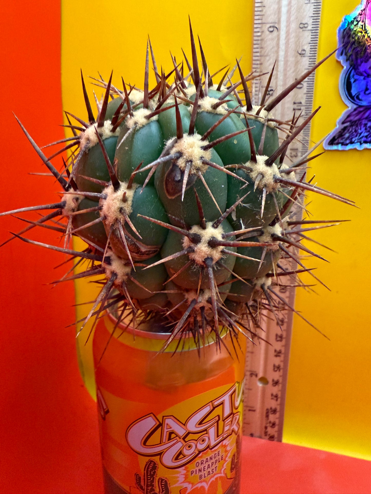 Exact cactus - Trichocereus Tacaquirensis