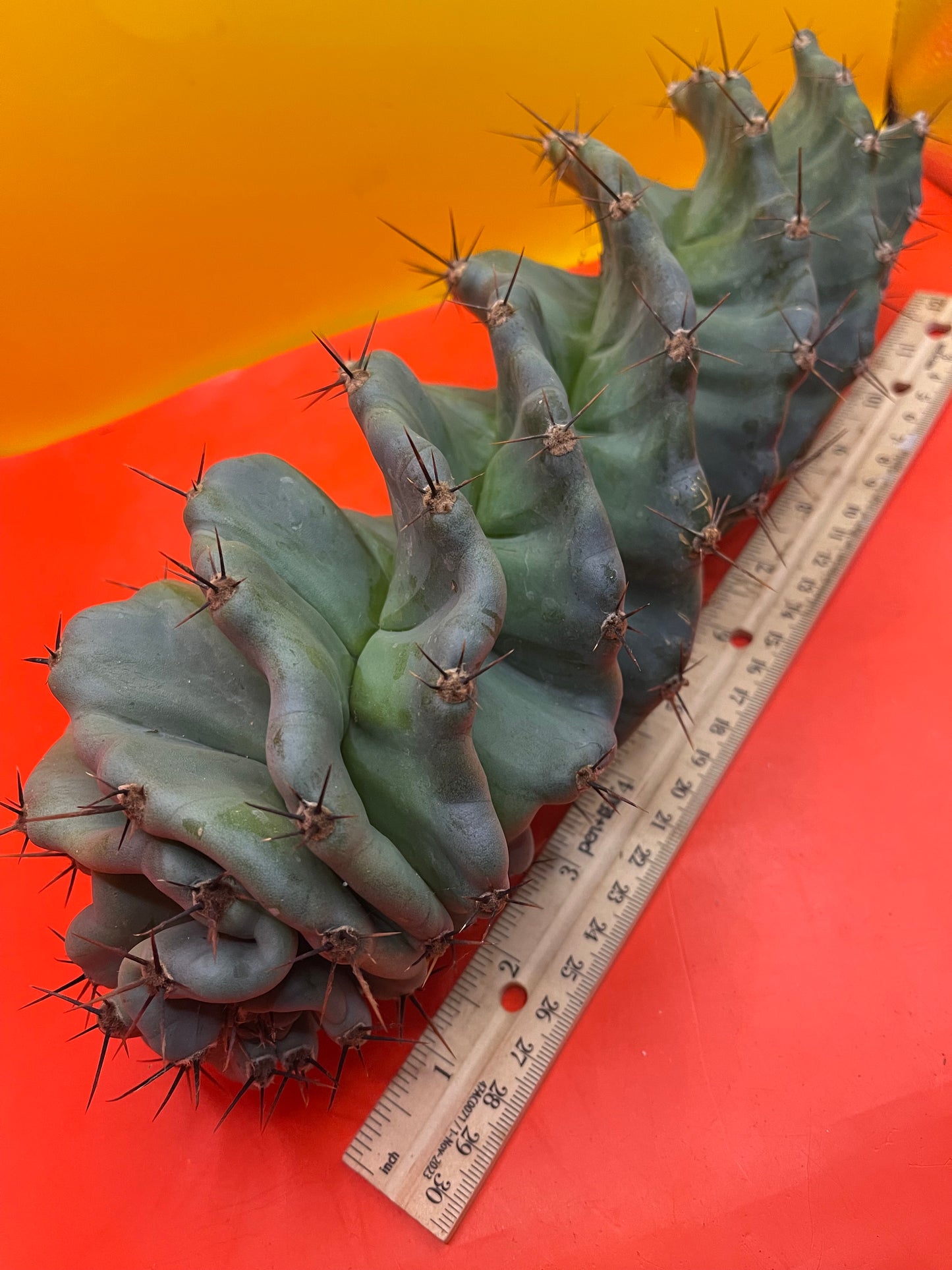 SPIRAL π CACTUS π΅!!!