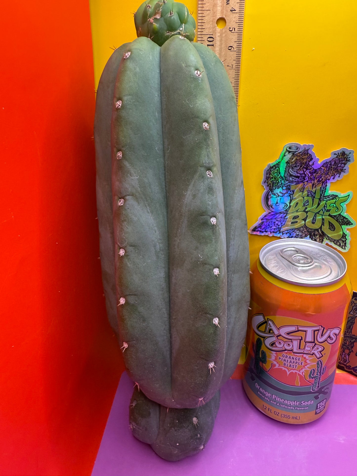 Cahuilla !