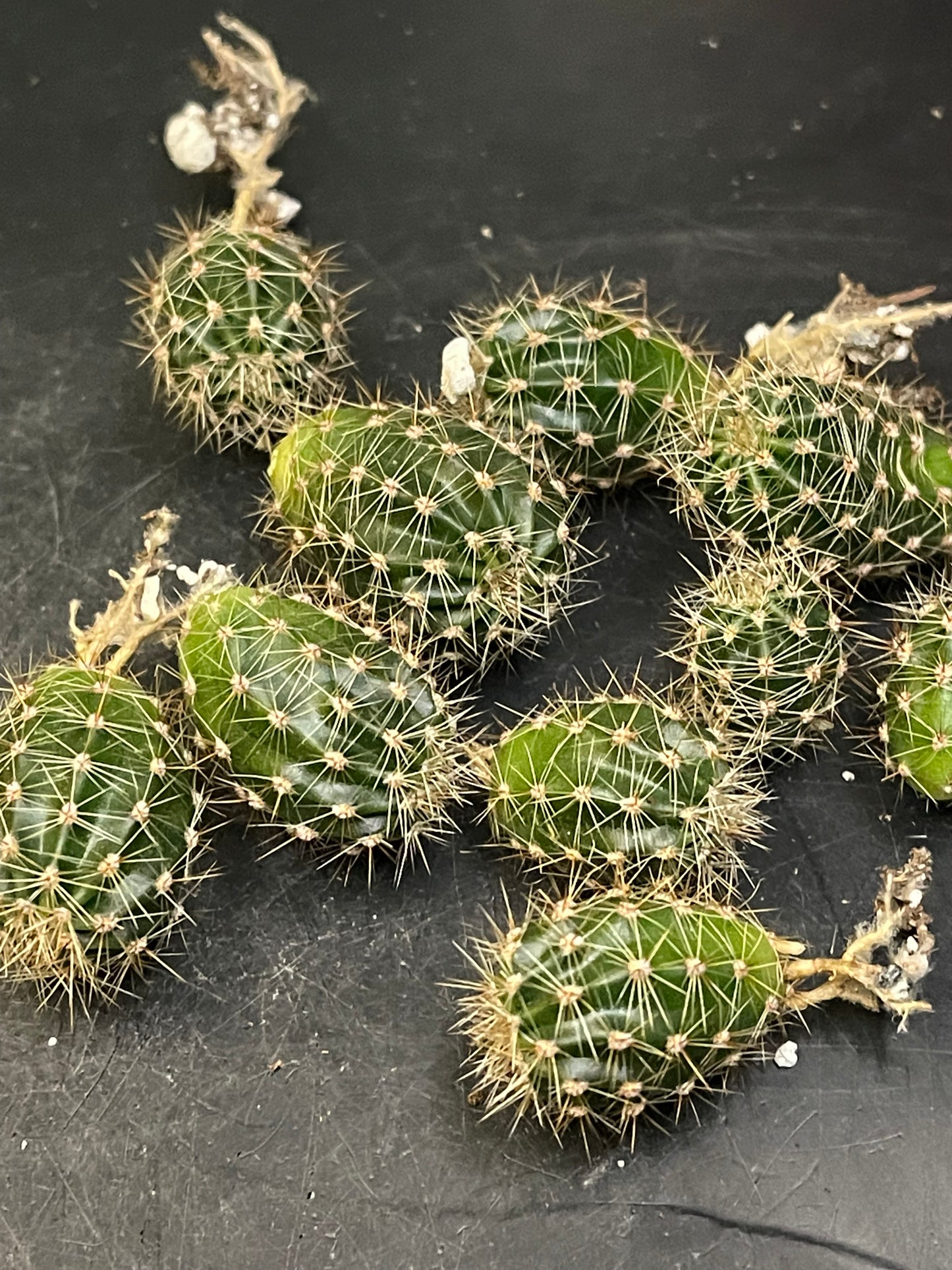 2$ echinopsis pups !!!
