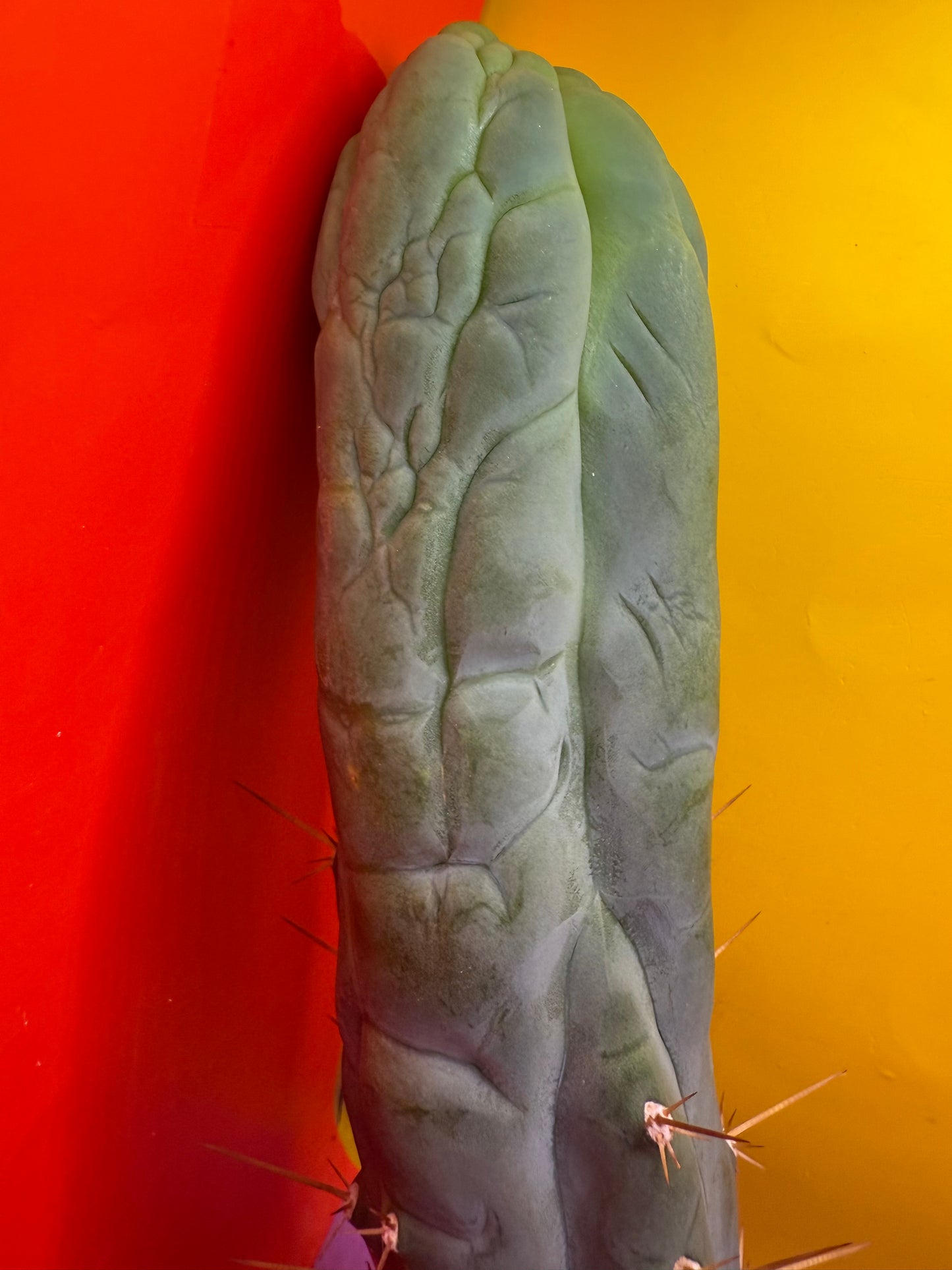 Bruce’s Dragon - almost 3” thick !