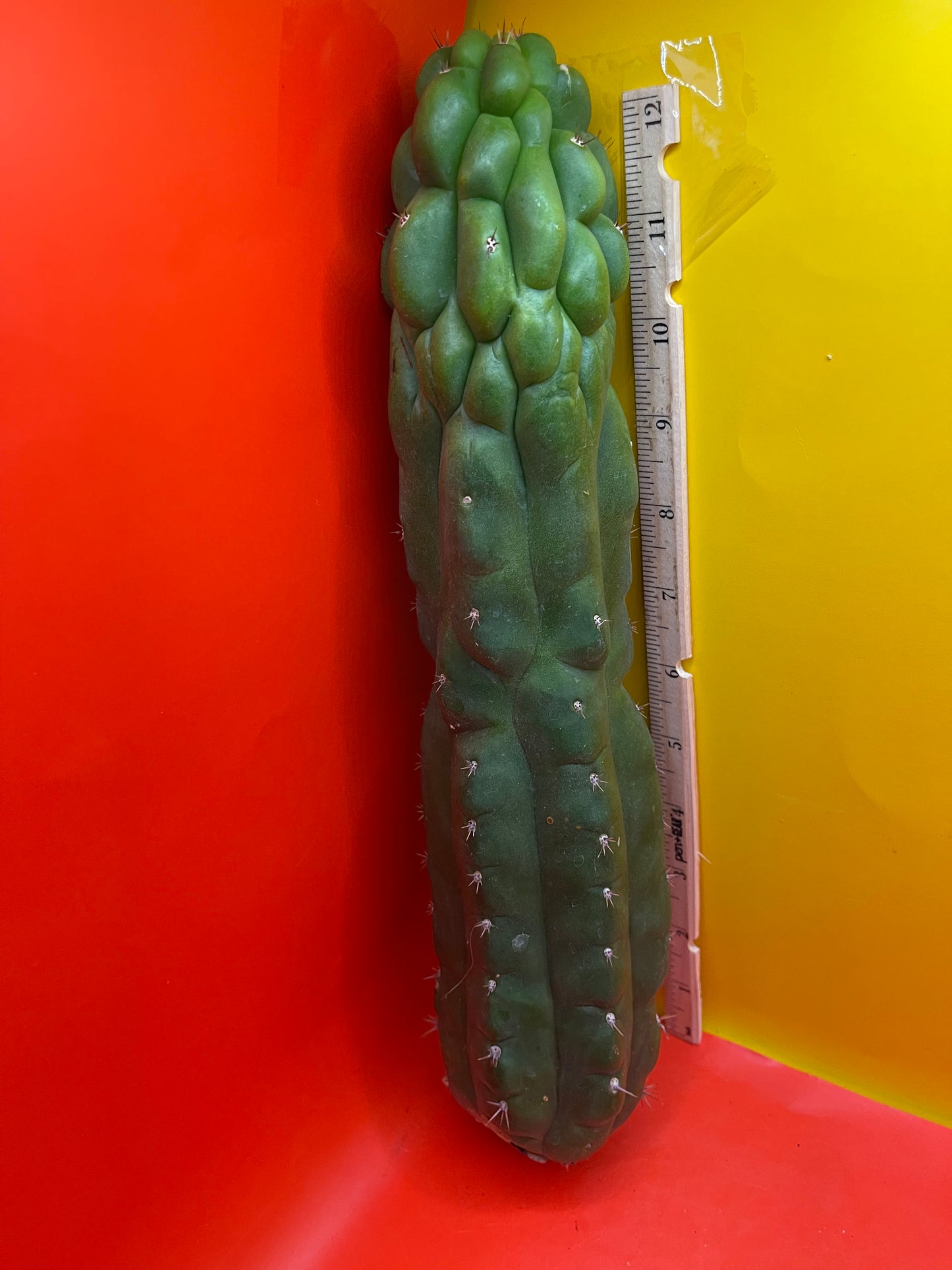 Monstrose San Pedro cactus - TPM !