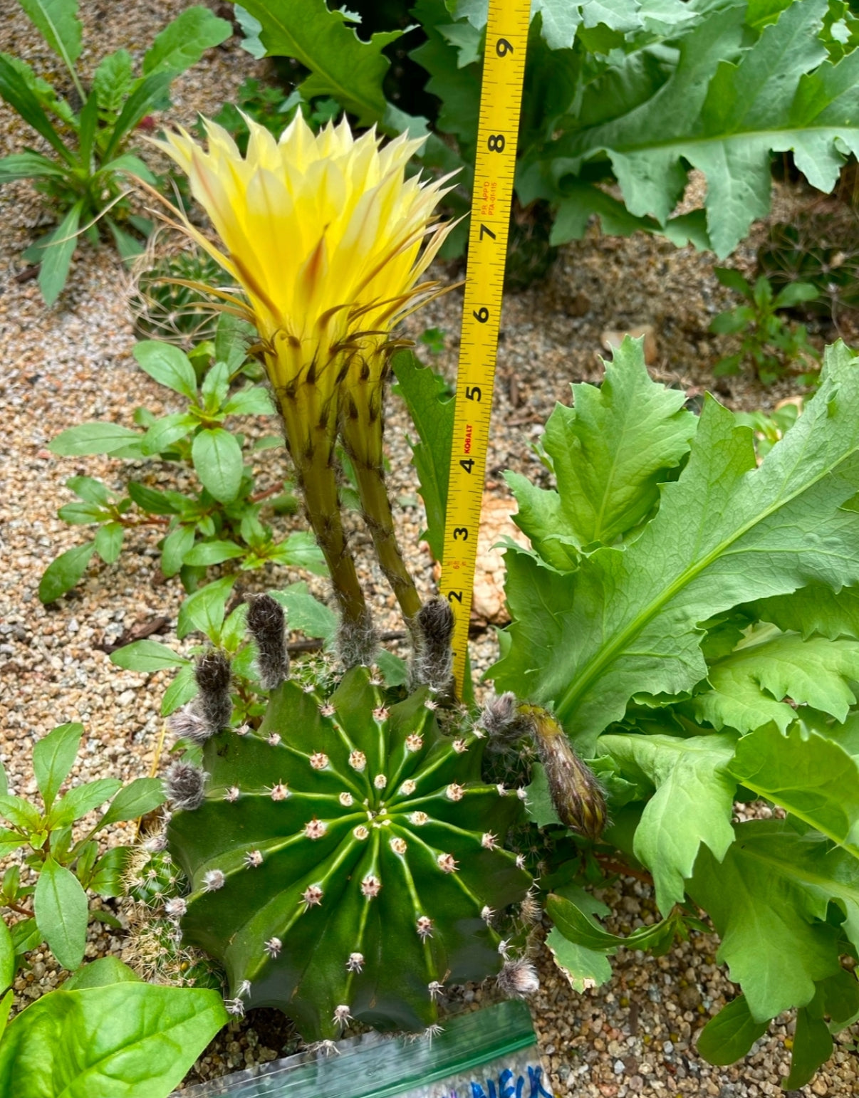 Yellow flowering echinopsis potted cactus !