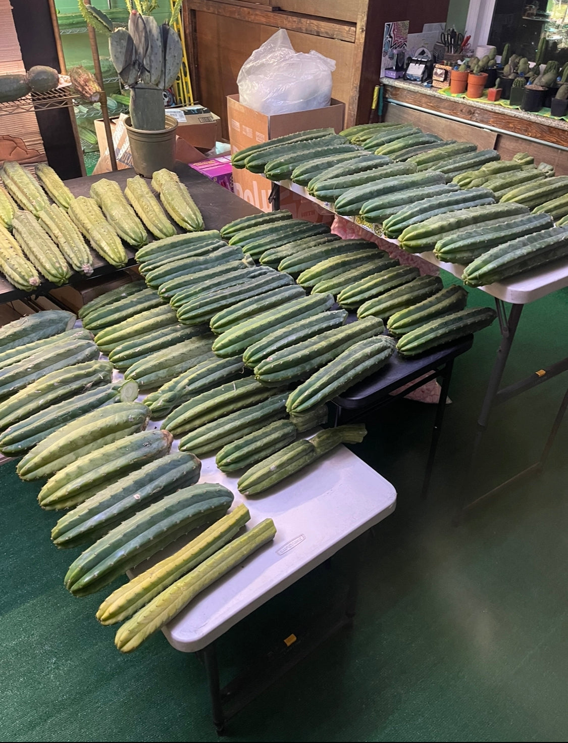 San Pedro cactus 12”-16” long !fresh cut on Saturday !