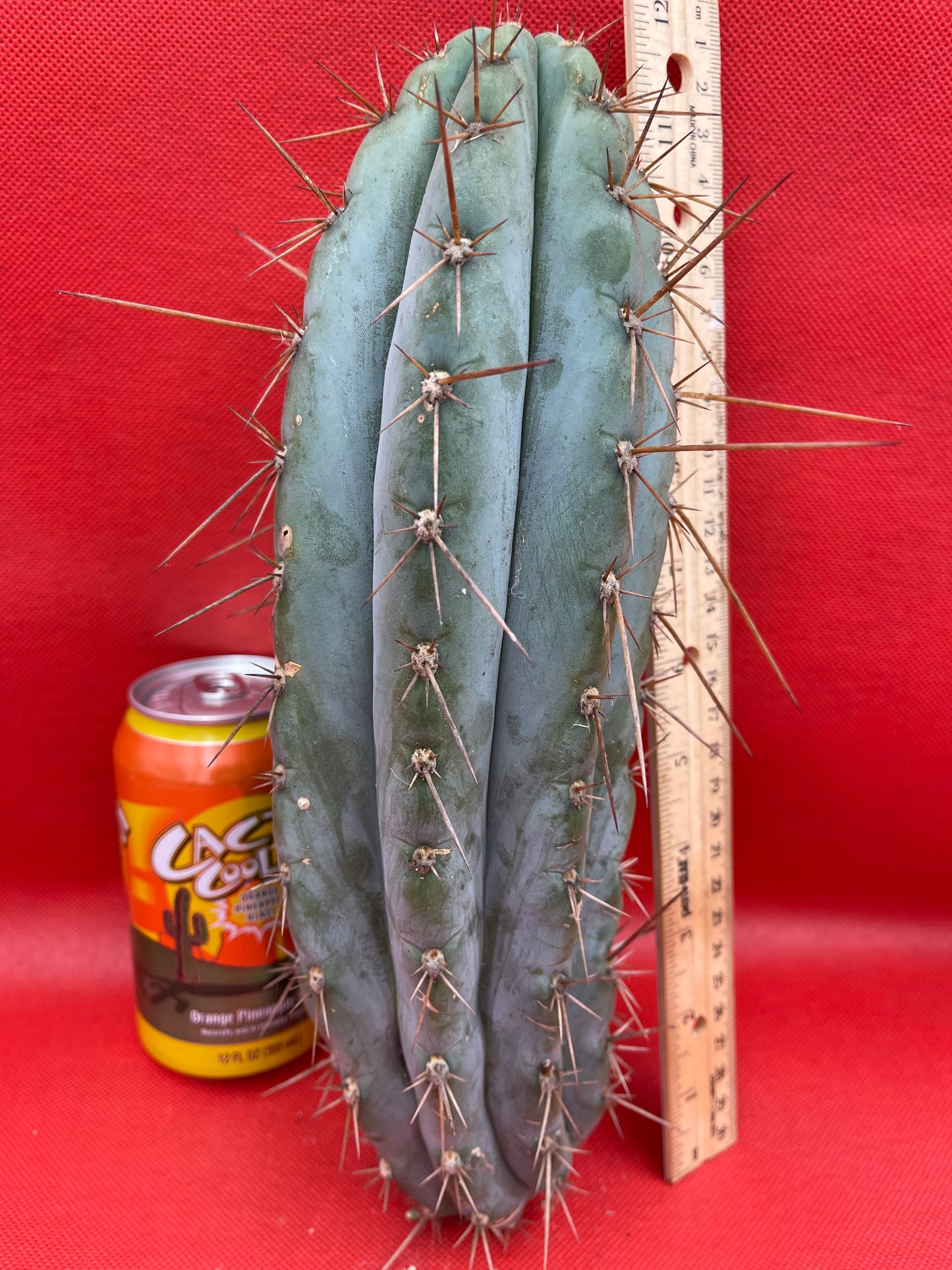 Trichocereus “Serra Blue”