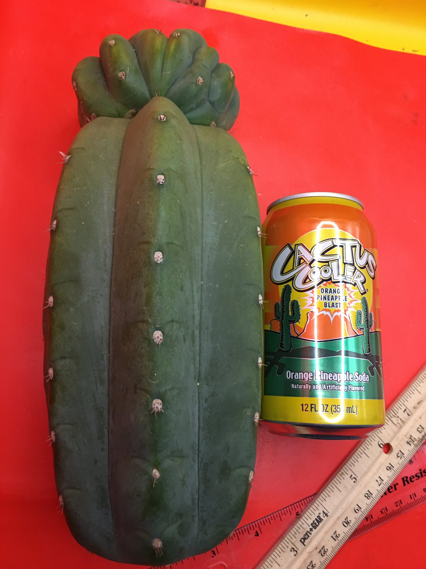 Cahuilla weirdo ! Double tip