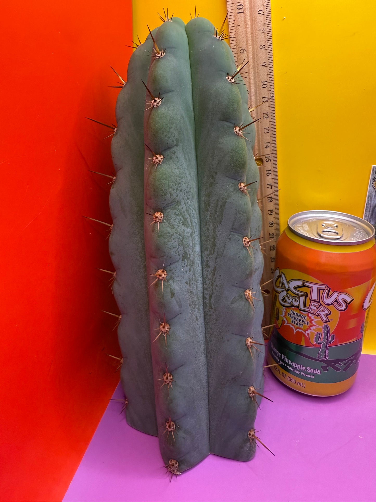 Icaros !! HUGE SAN PEDRO CACTUS