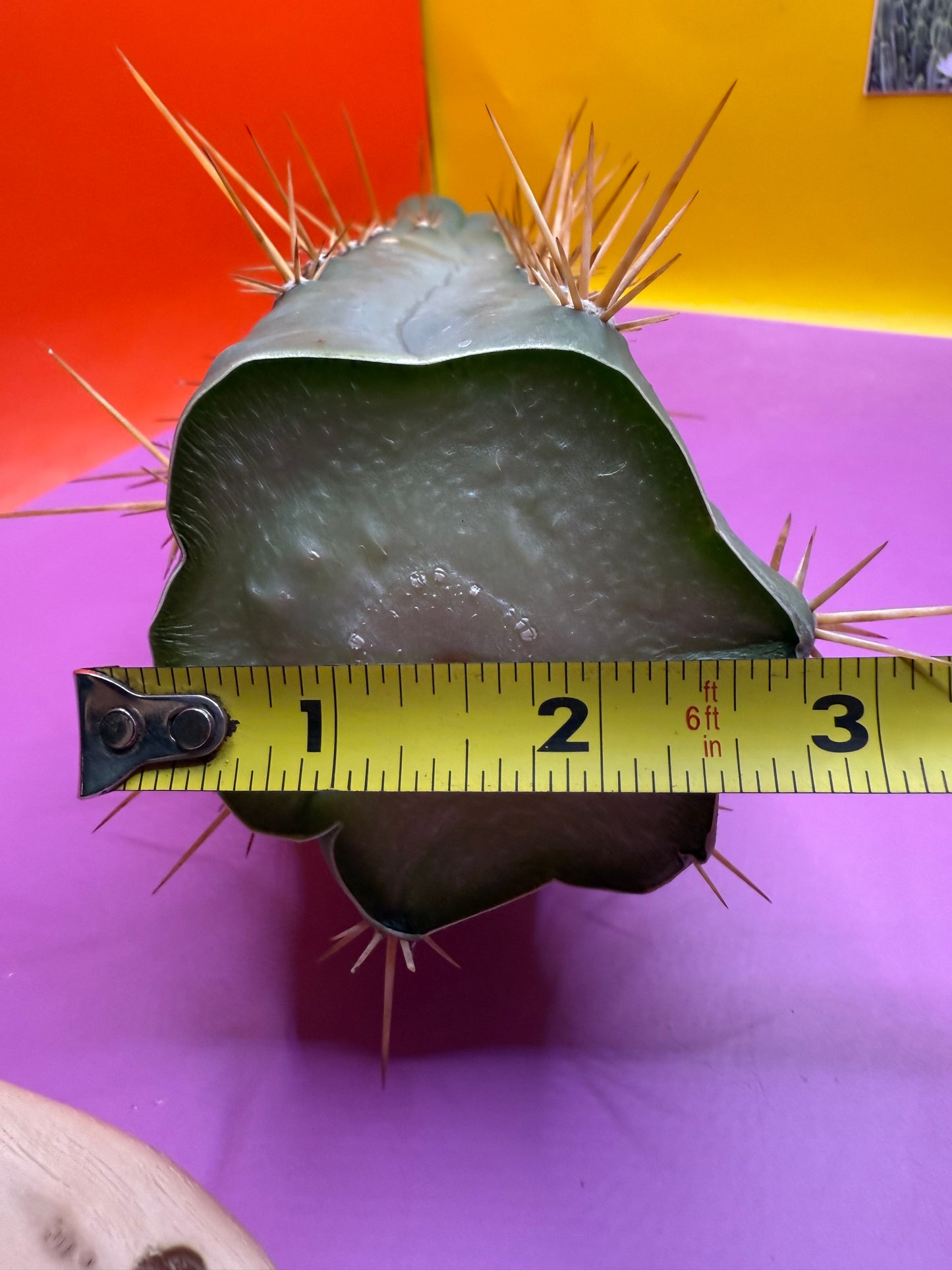 Bruce’s Dragon - almost 3” thick !