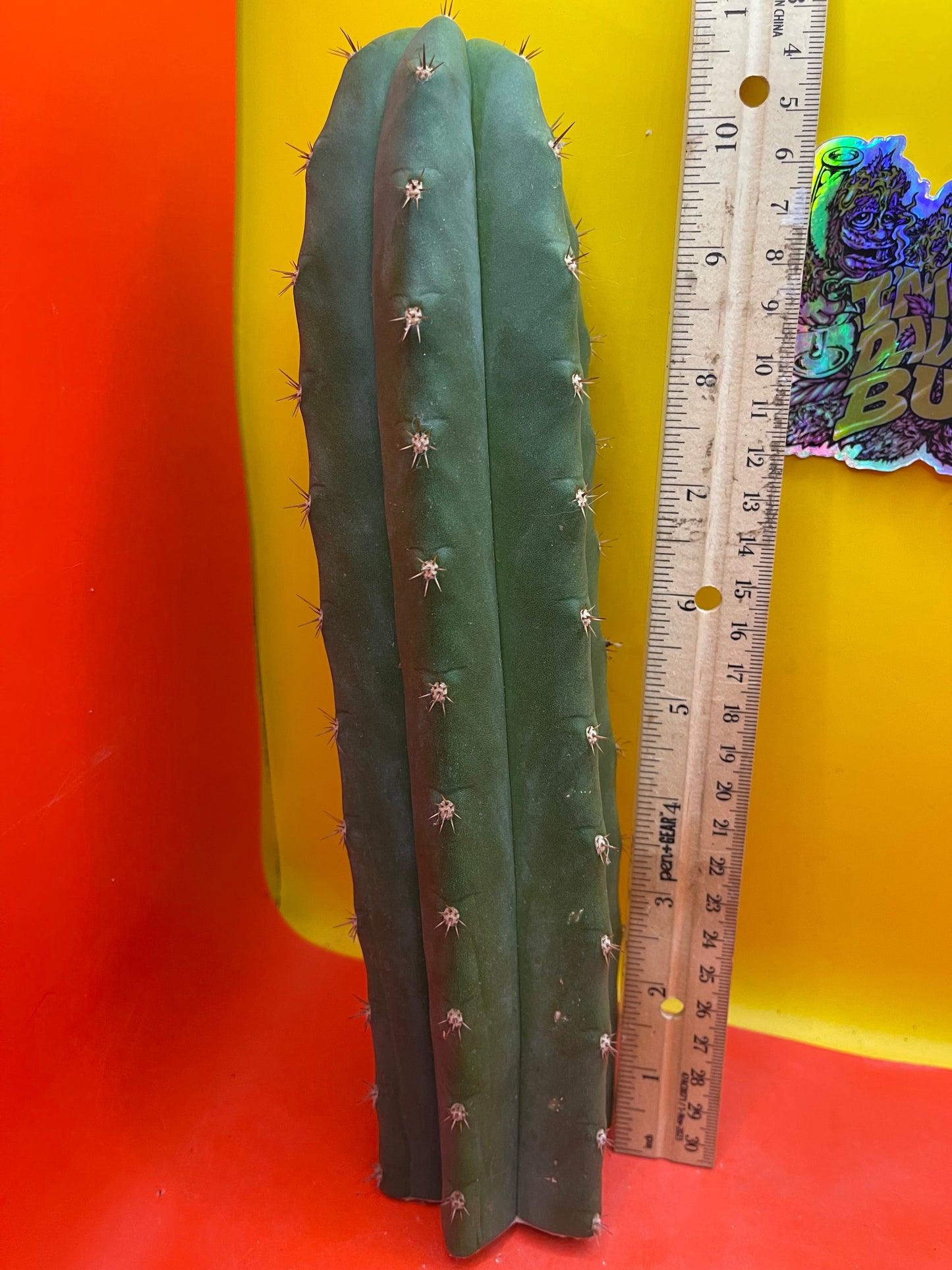 Trichocereus pallarensis x tpm