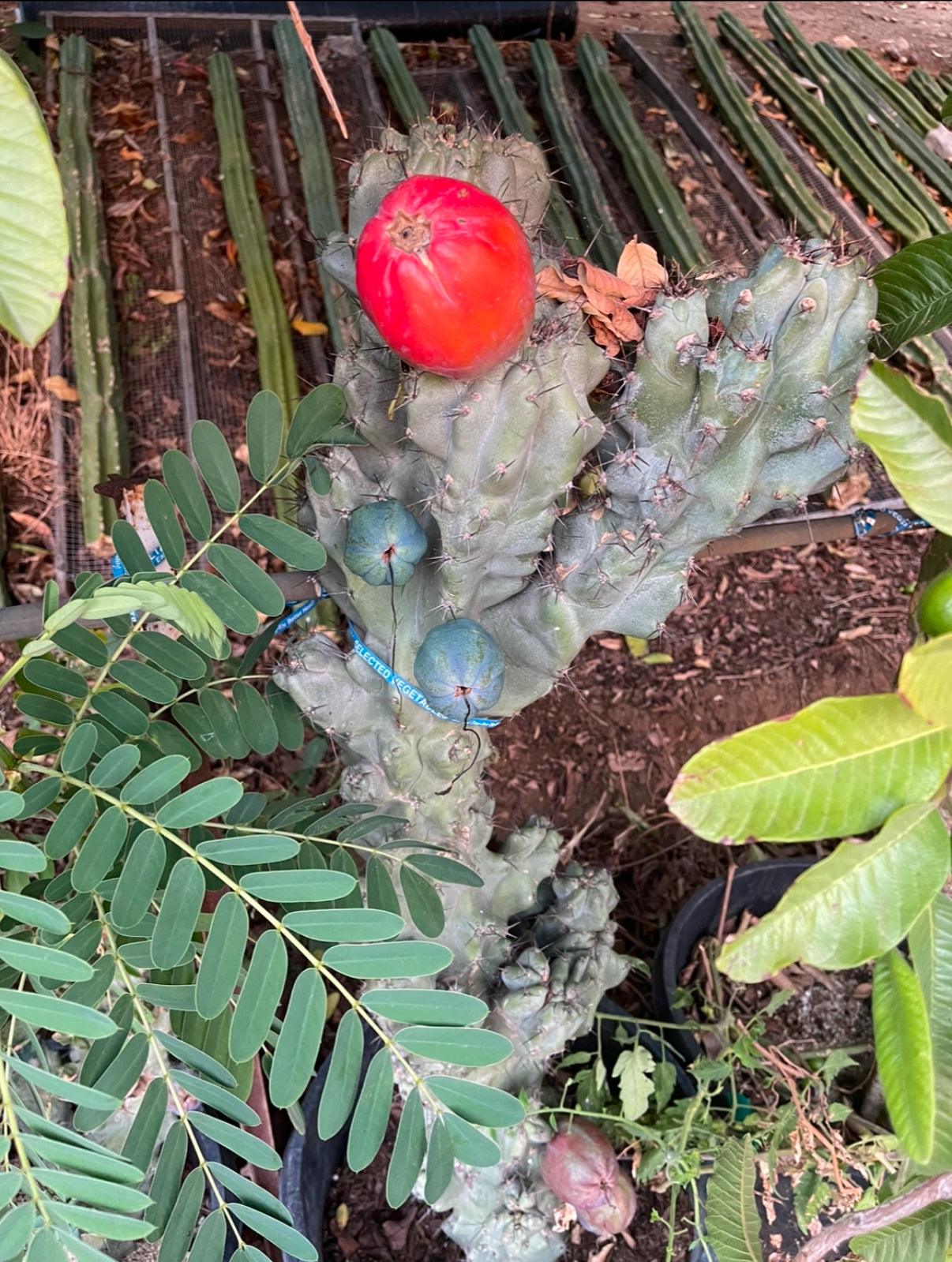 Cereus monstrose