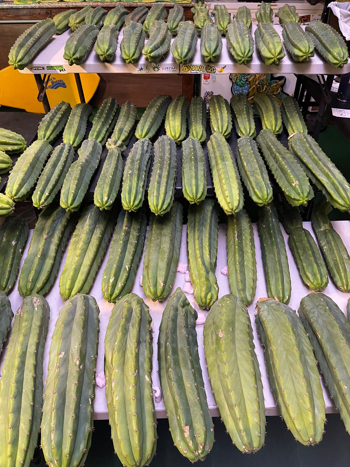 Sanpedro cacti 🌵!! Extra large