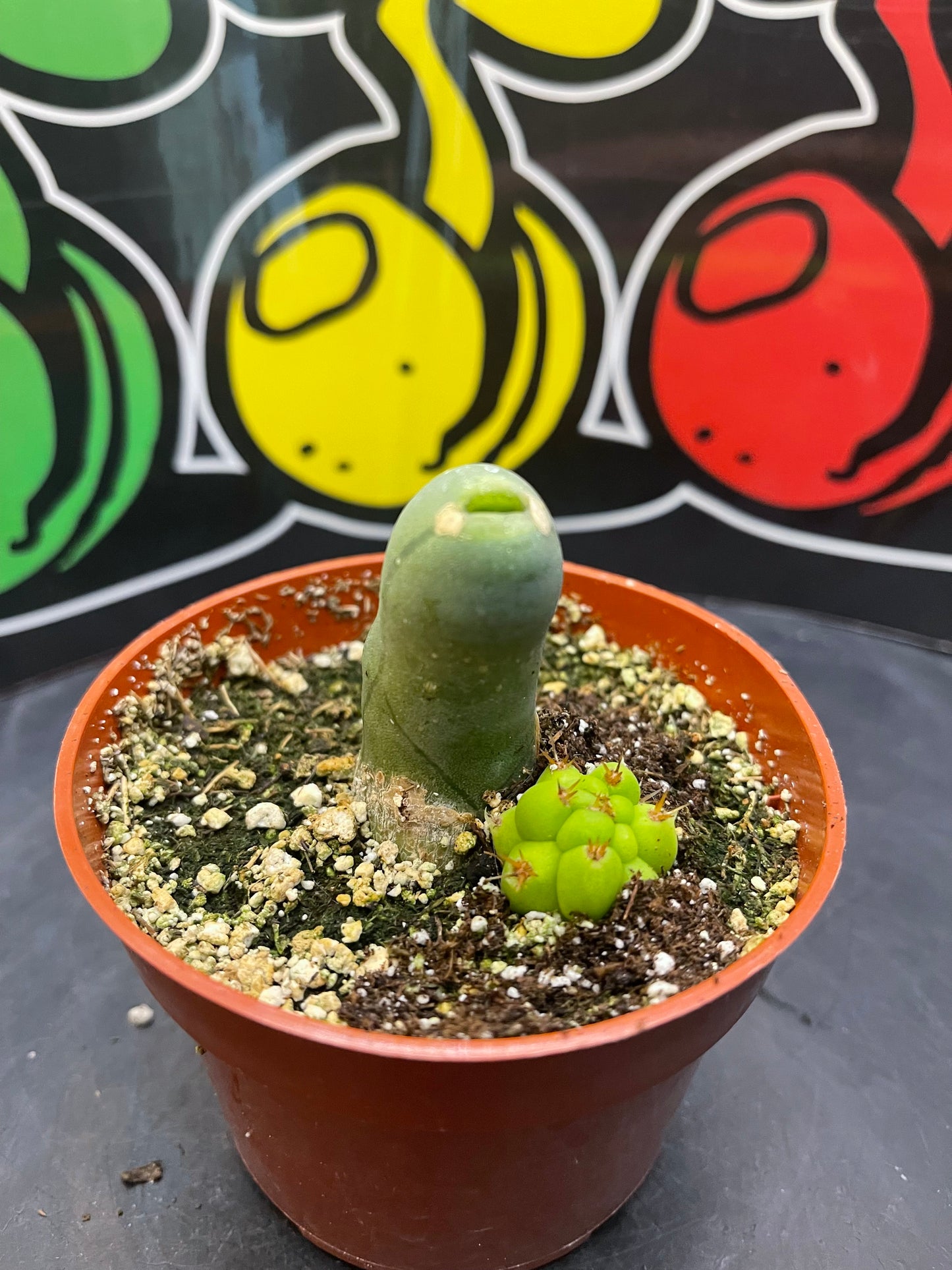Tbm CACTUS !