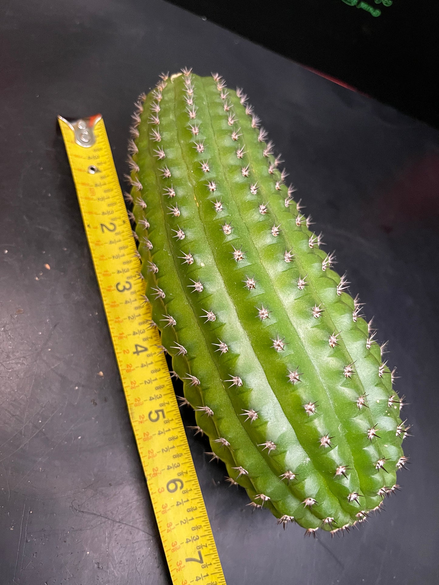 Trichocereus brevispinulosus