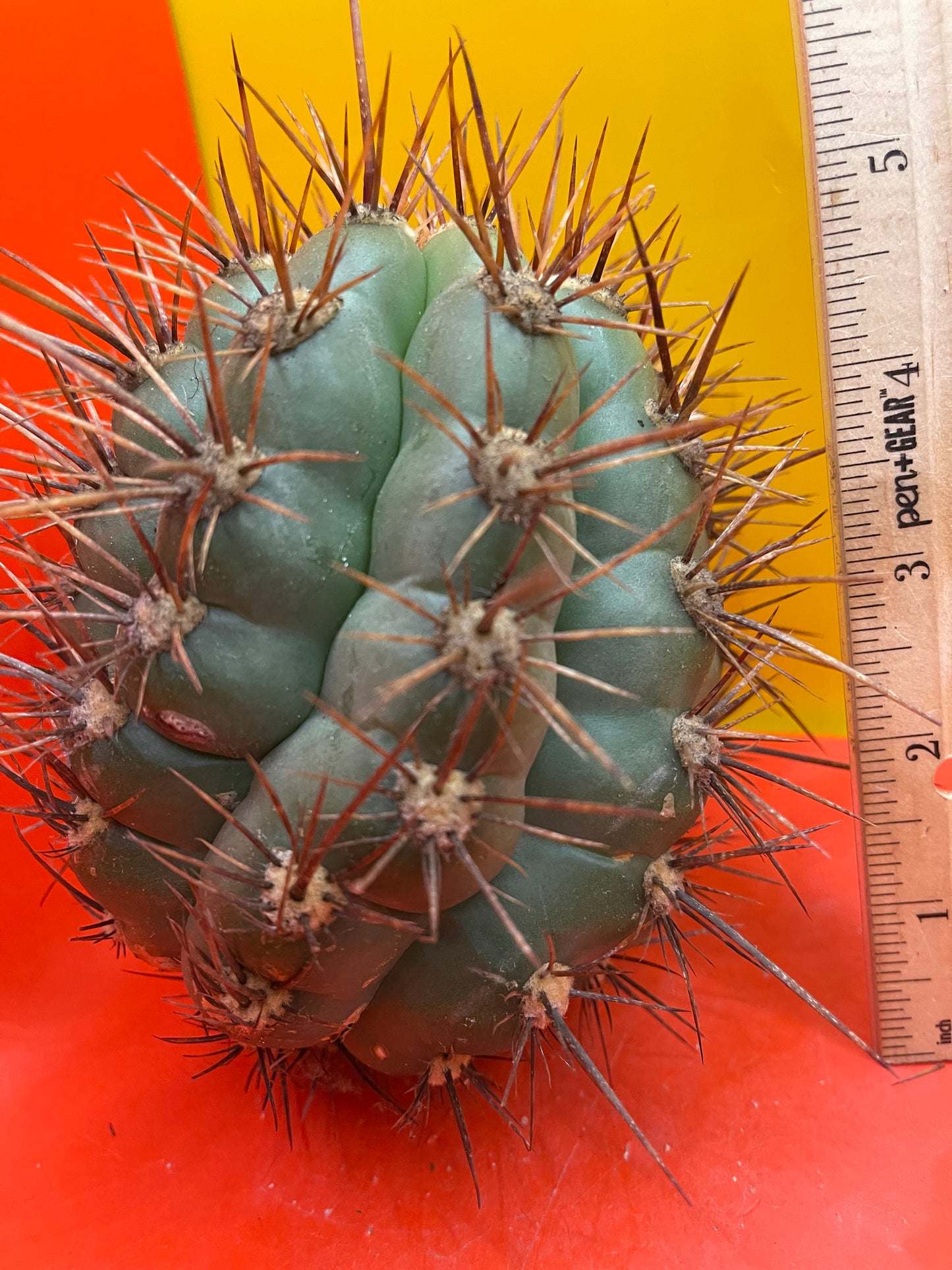 Trichocereus Tacaquirensis