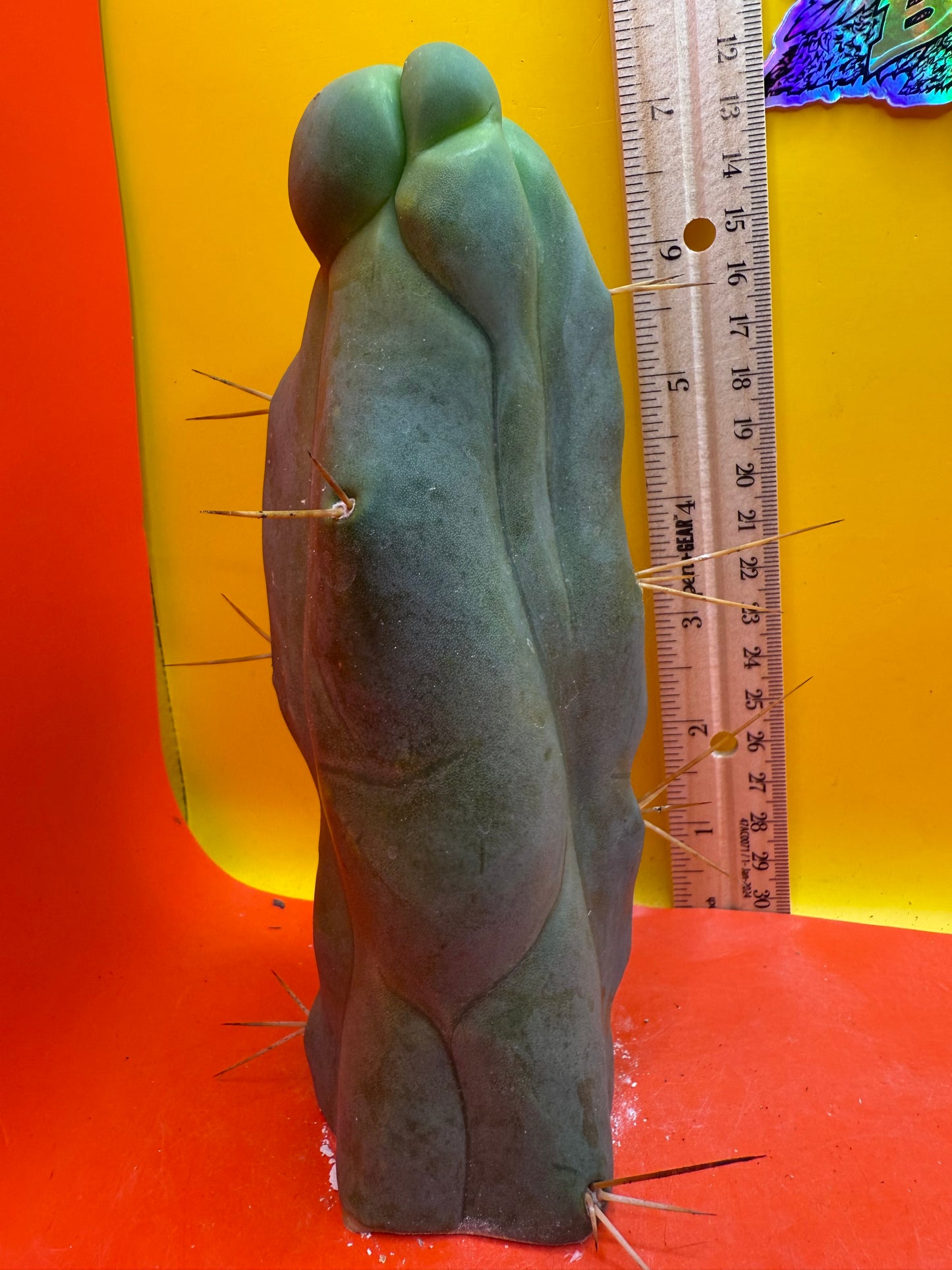 WALTS DRAGON ! ๐ cactus