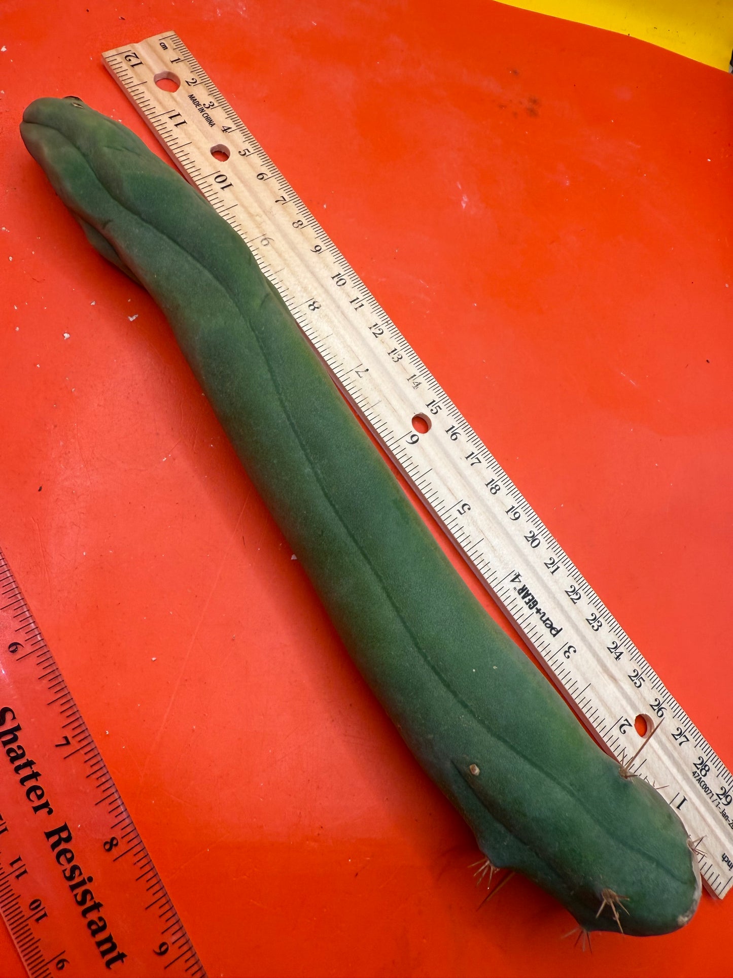 TBM-A long form monstrose cactus !