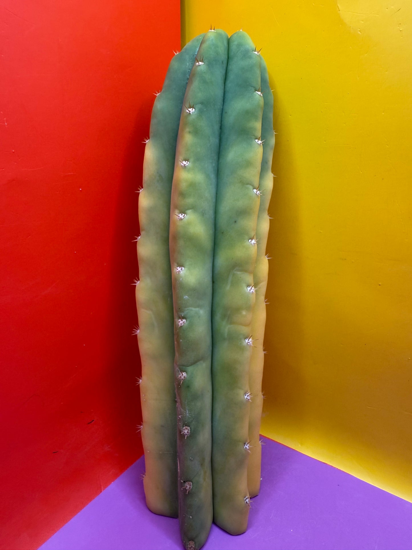 Banana San Pedro Cactus !