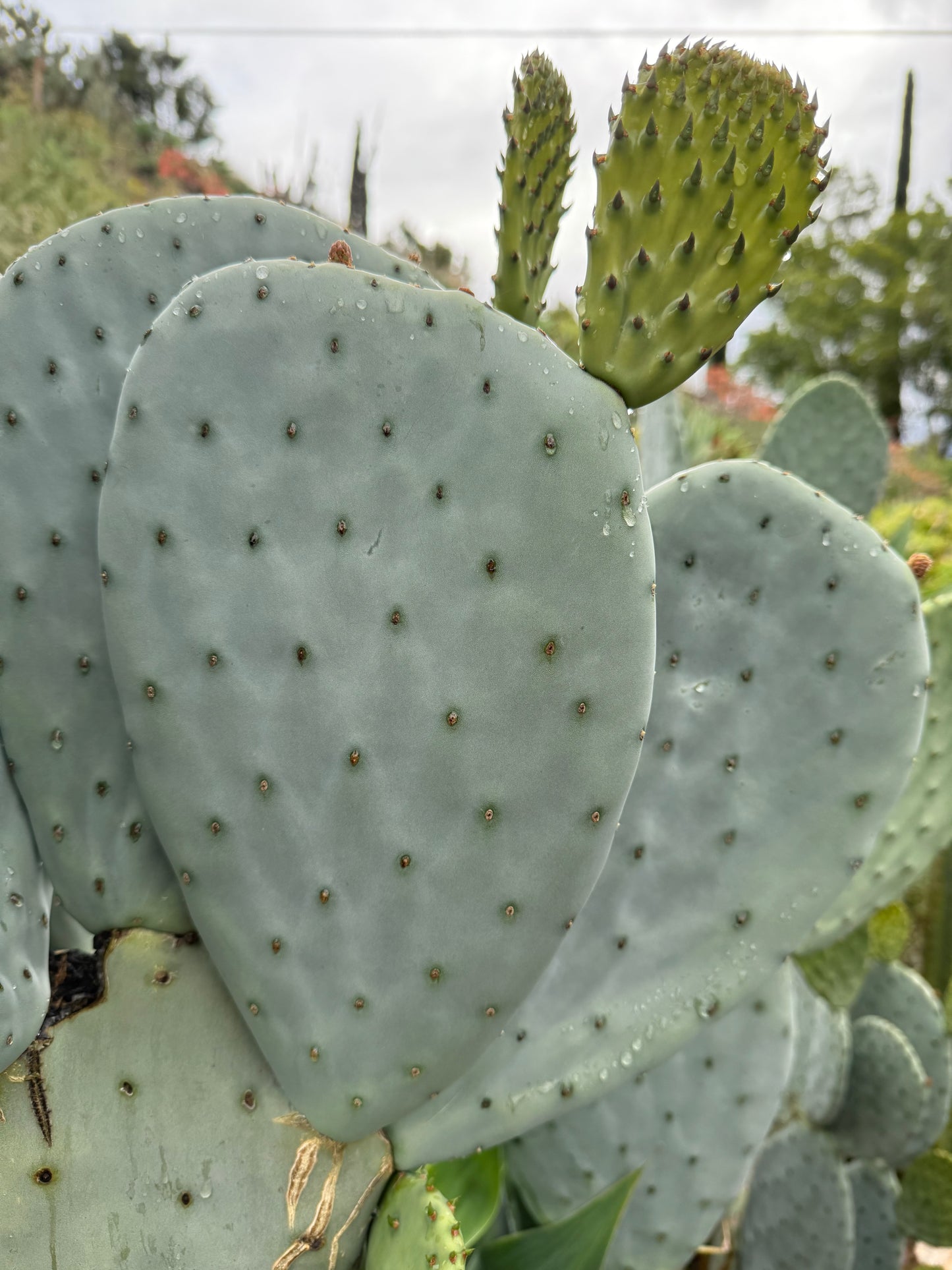 Spineless Opuntia