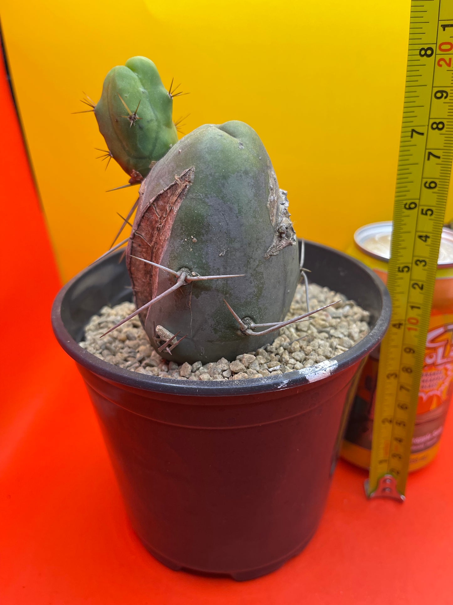 CACTUS !