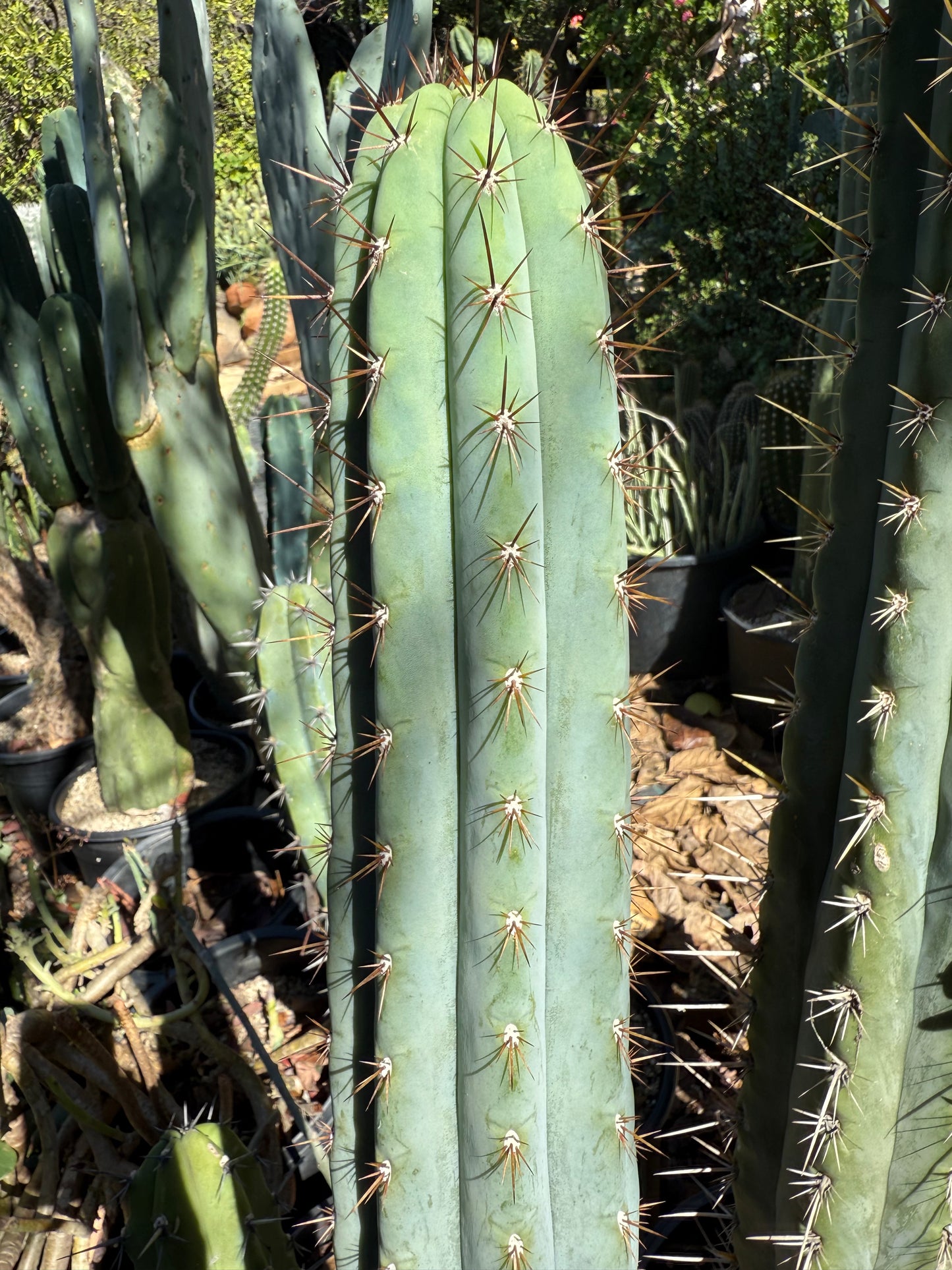 SEEDS OF TRICHOCEREUS SERRA BLUE