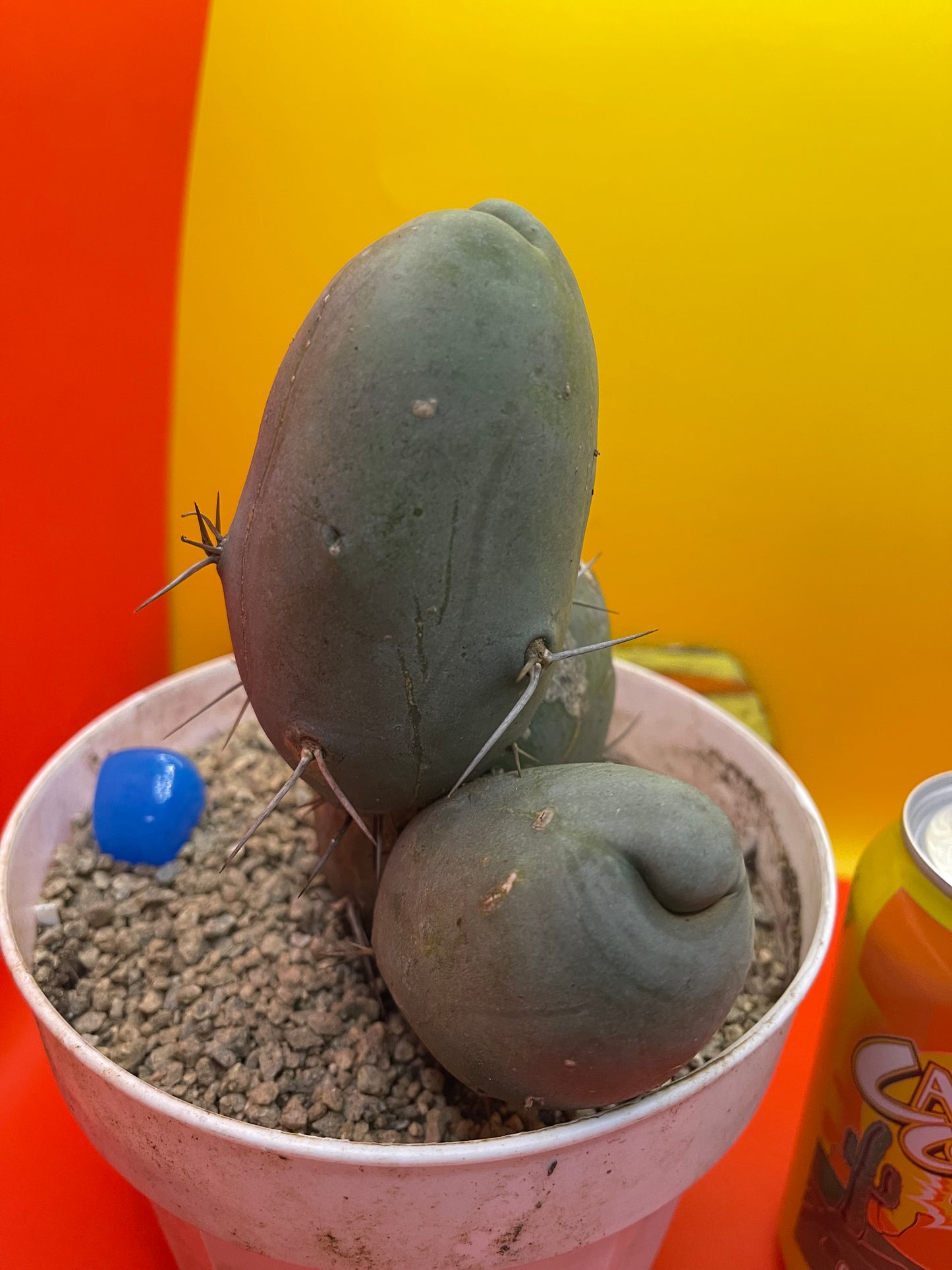 Tbm CACTUS!!! Bare root