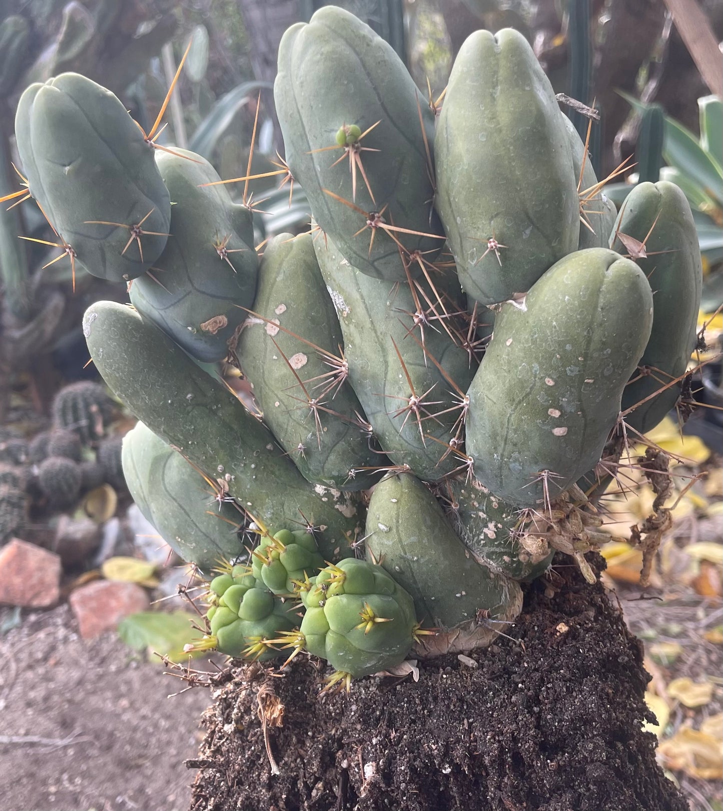 Bare root cactus