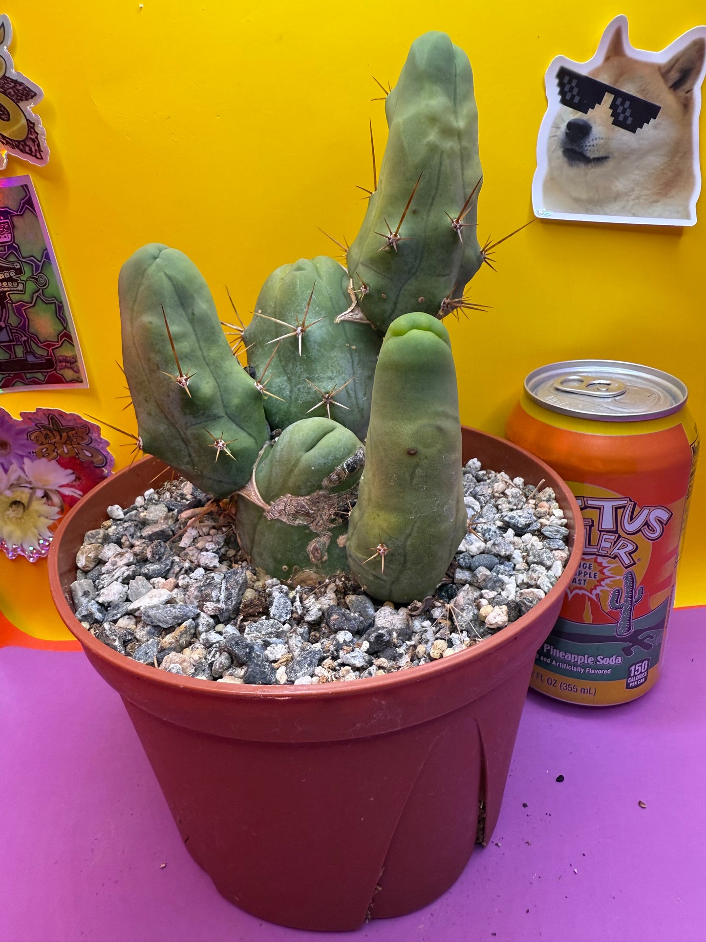 Trichocereus bridgesii monstrose5 segments  , fully rooted !