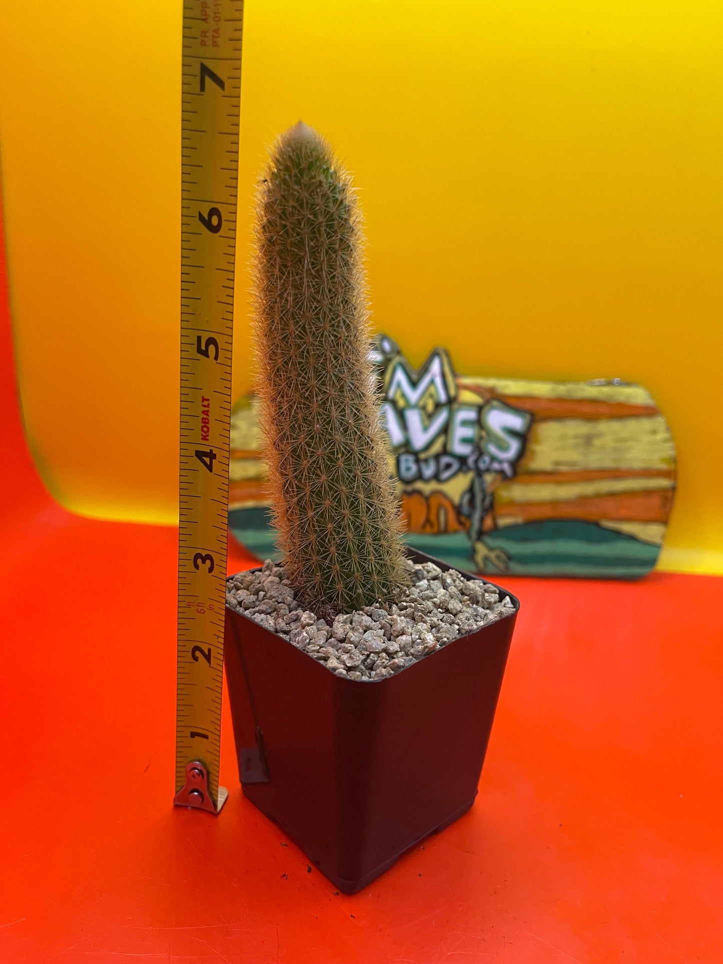 Golden foxtail cactus