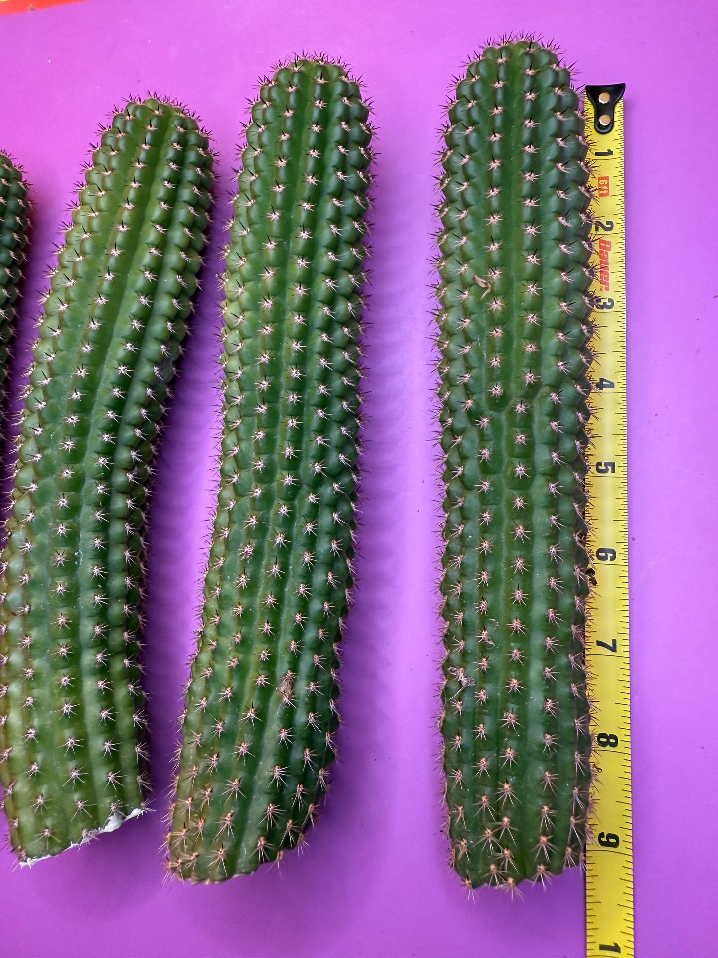 SALE PRICE ! Trichocereus Brevispinulosus!