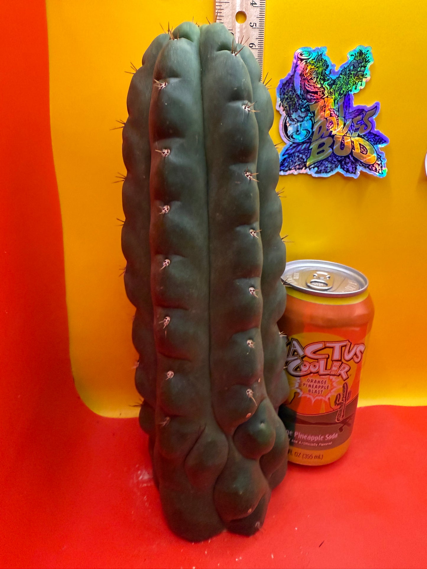 TPM ! Exact cactus