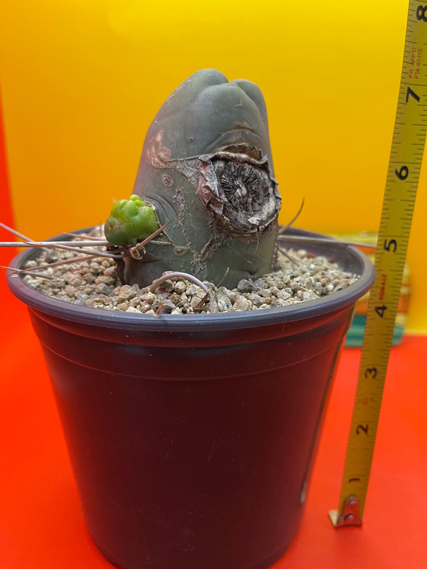 TBM , type B - comes in pot !