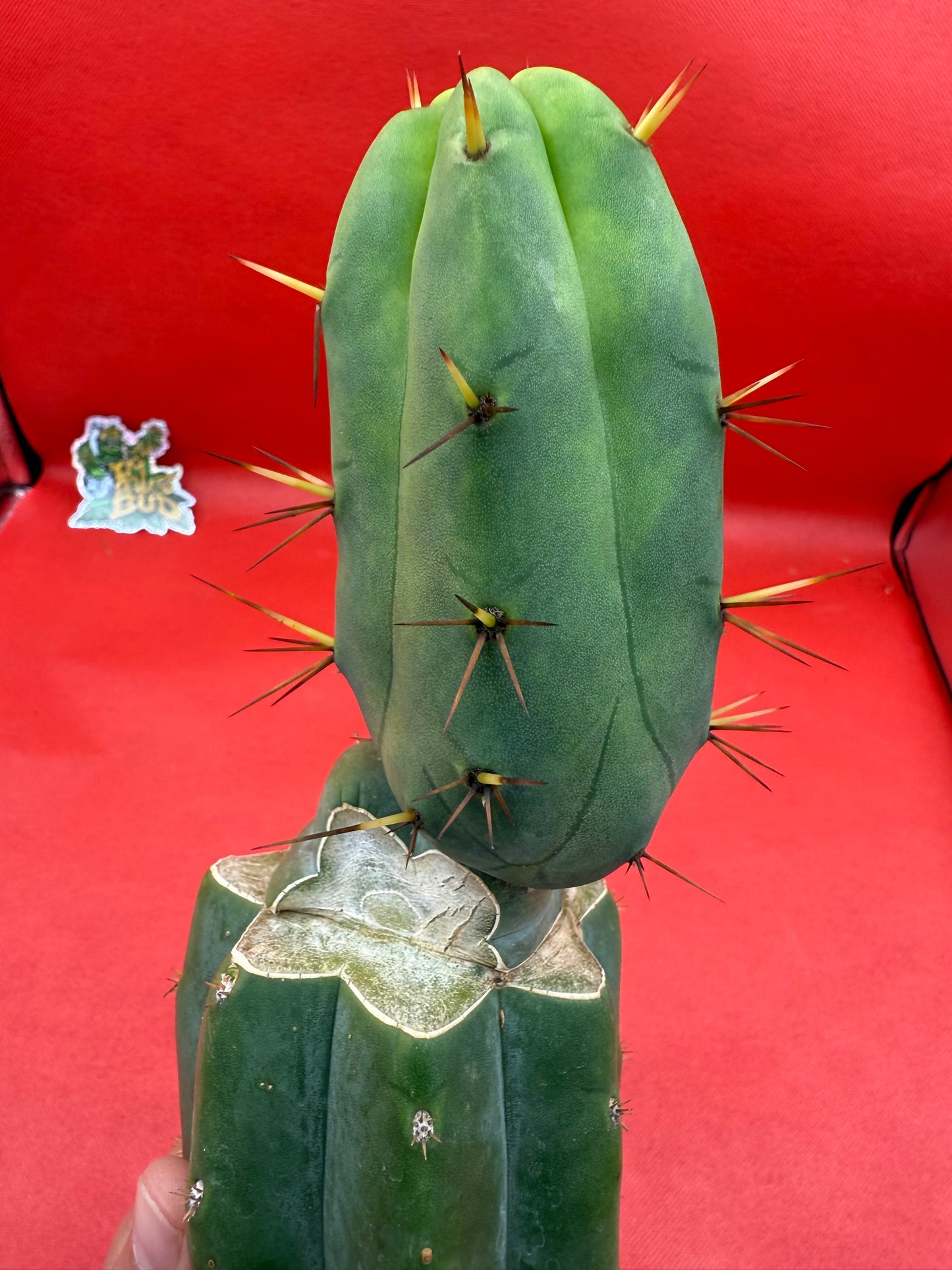 “Jimzz twin spines” grafted cactus