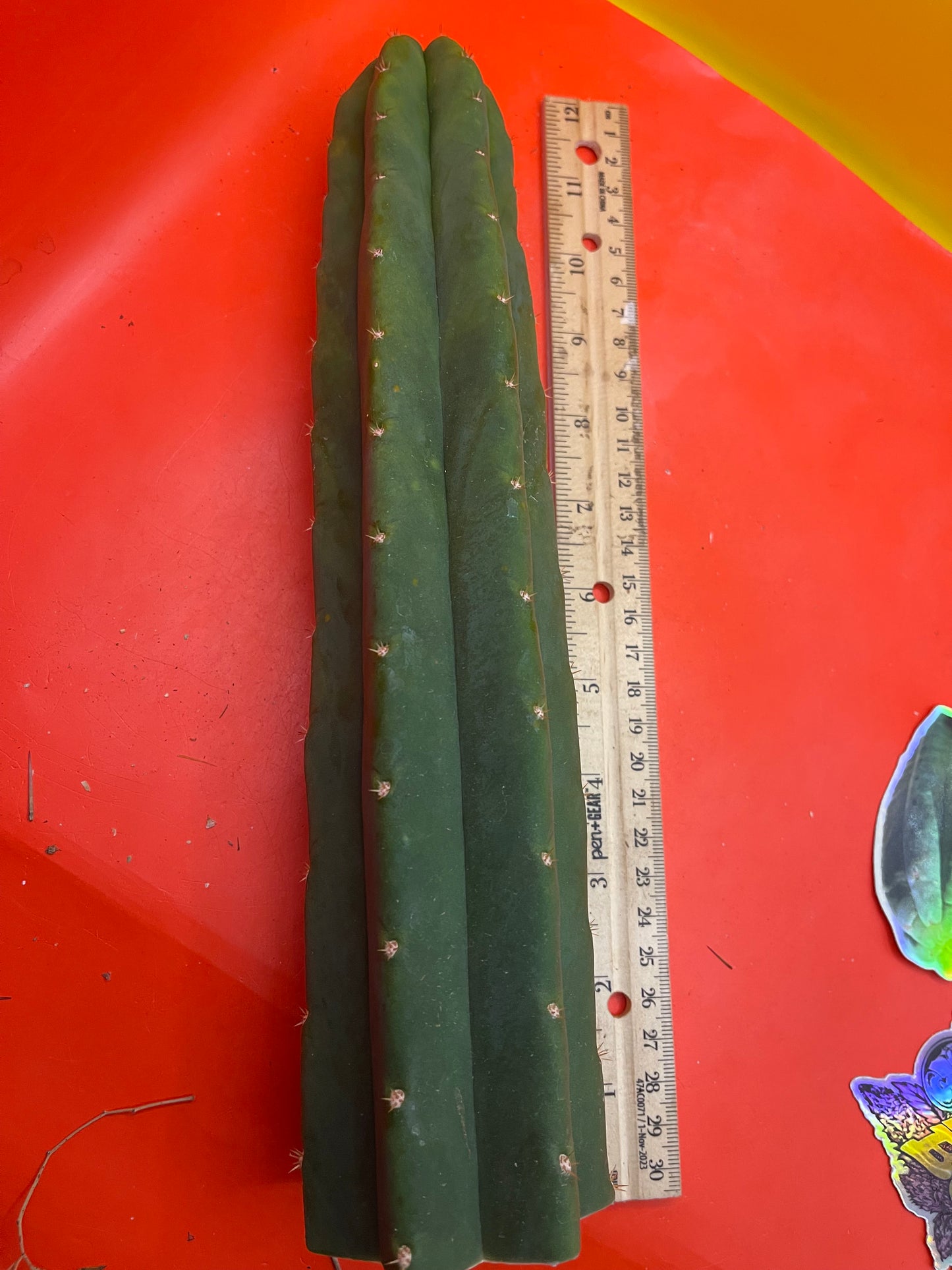 San Pedro Cactus šµ