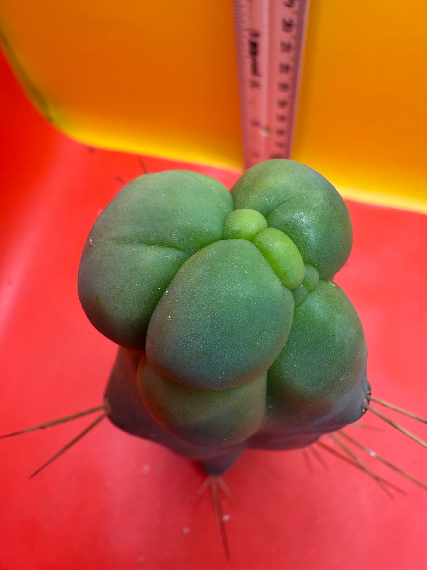 WALTS DRAGON ! ๐ cactus