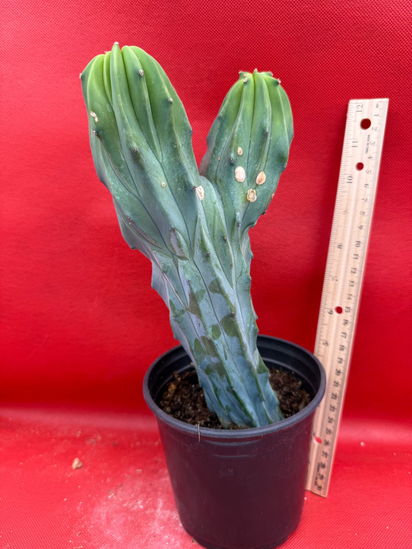 Dicot cresting Myrtillocactus!
