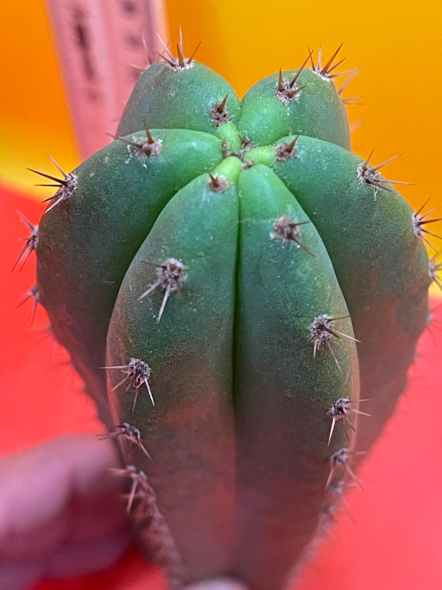 Trichocereus “MT”