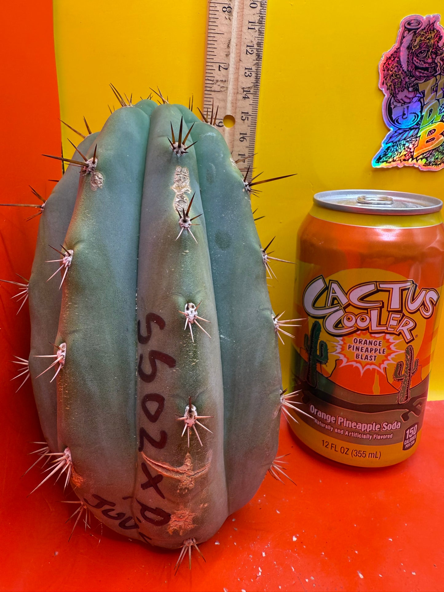 SSO2 x (Peru x Juules Giant) ! Seed grown cactus! BRIDGESII X PERUVIANUS X PACHANOI