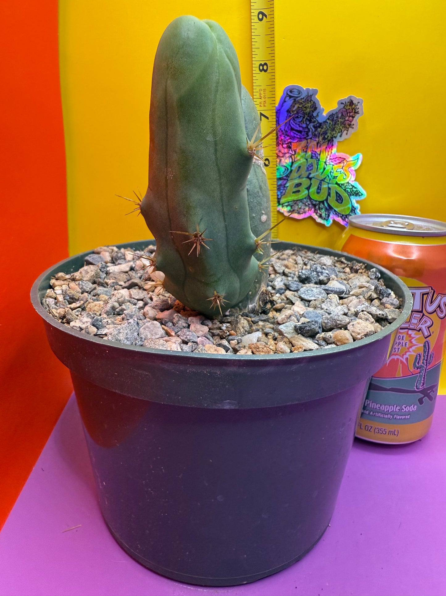 TBM cactus !!