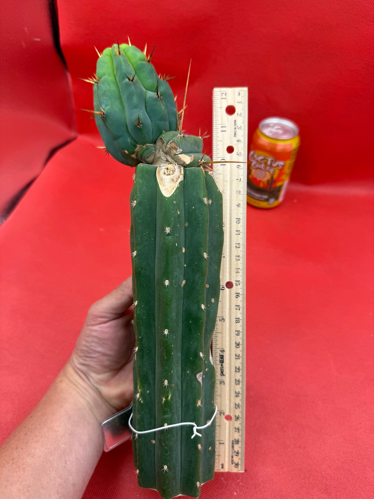 GRAFTED PALA